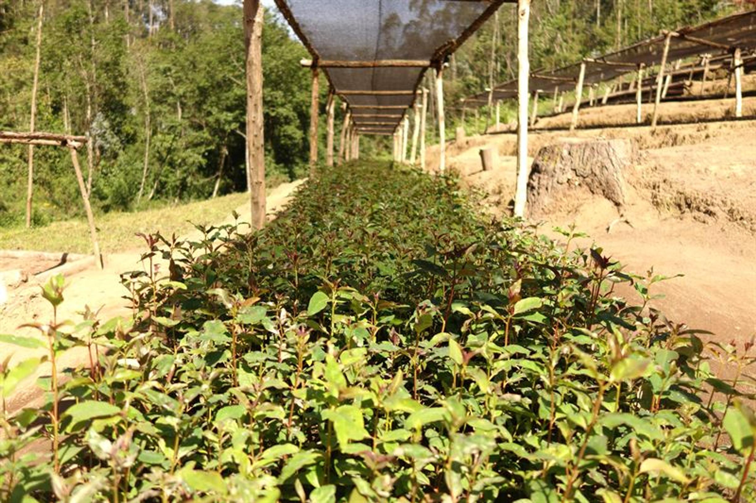 Finnfund sijoittaa kestävään metsätalouteen Afrikassa