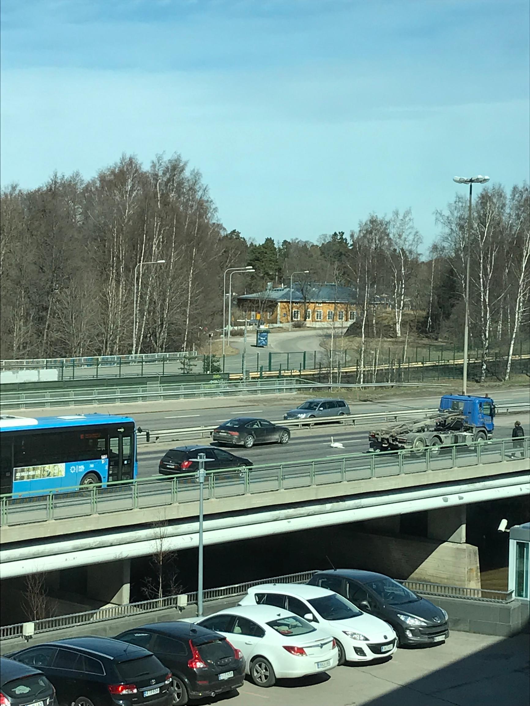 Itäväylältä pelastetulla joutsenella sittenkin surullinen kohtalo