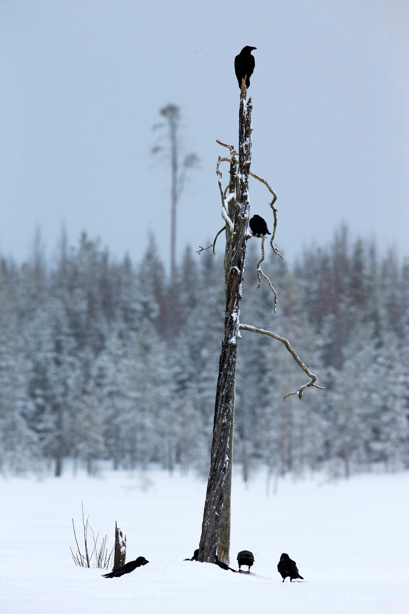 Korpit seuraavat susia ja syövät lauman jättämällä haaskalla.