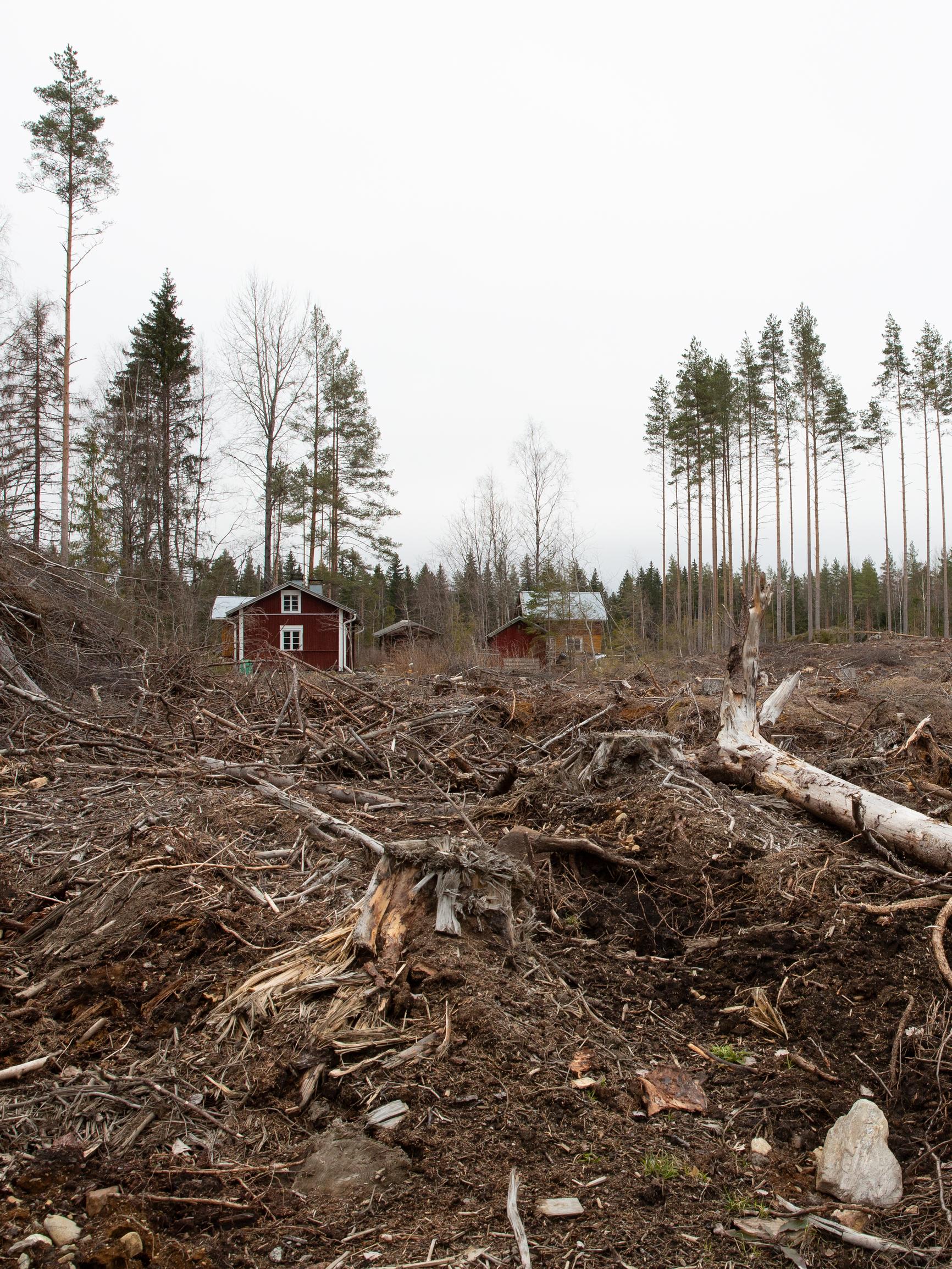 Jenna Johansson hankki mökin, jonka lähimetsään hän rakastui, sitten metsä hakattiin aukoksi – ”Oman” metsän voi menettää yllättäen