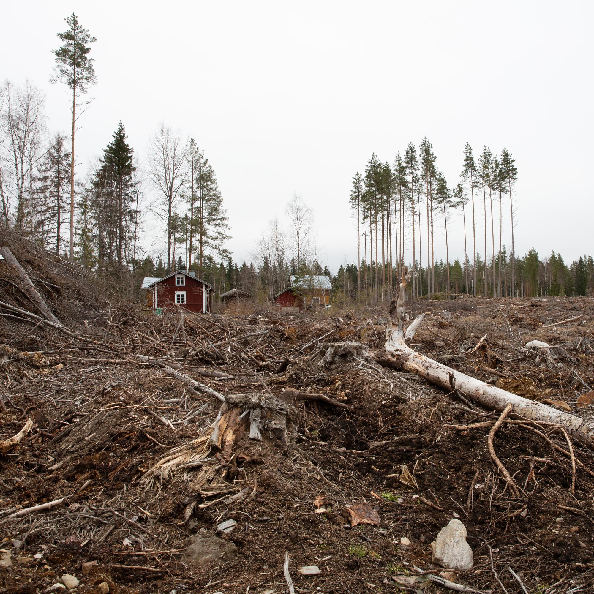 Jenna Johansson hankki mökin, jonka lähimetsään hän rakastui, sitten metsä hakattiin aukoksi – ”Oman” metsän voi menettää yllättäen