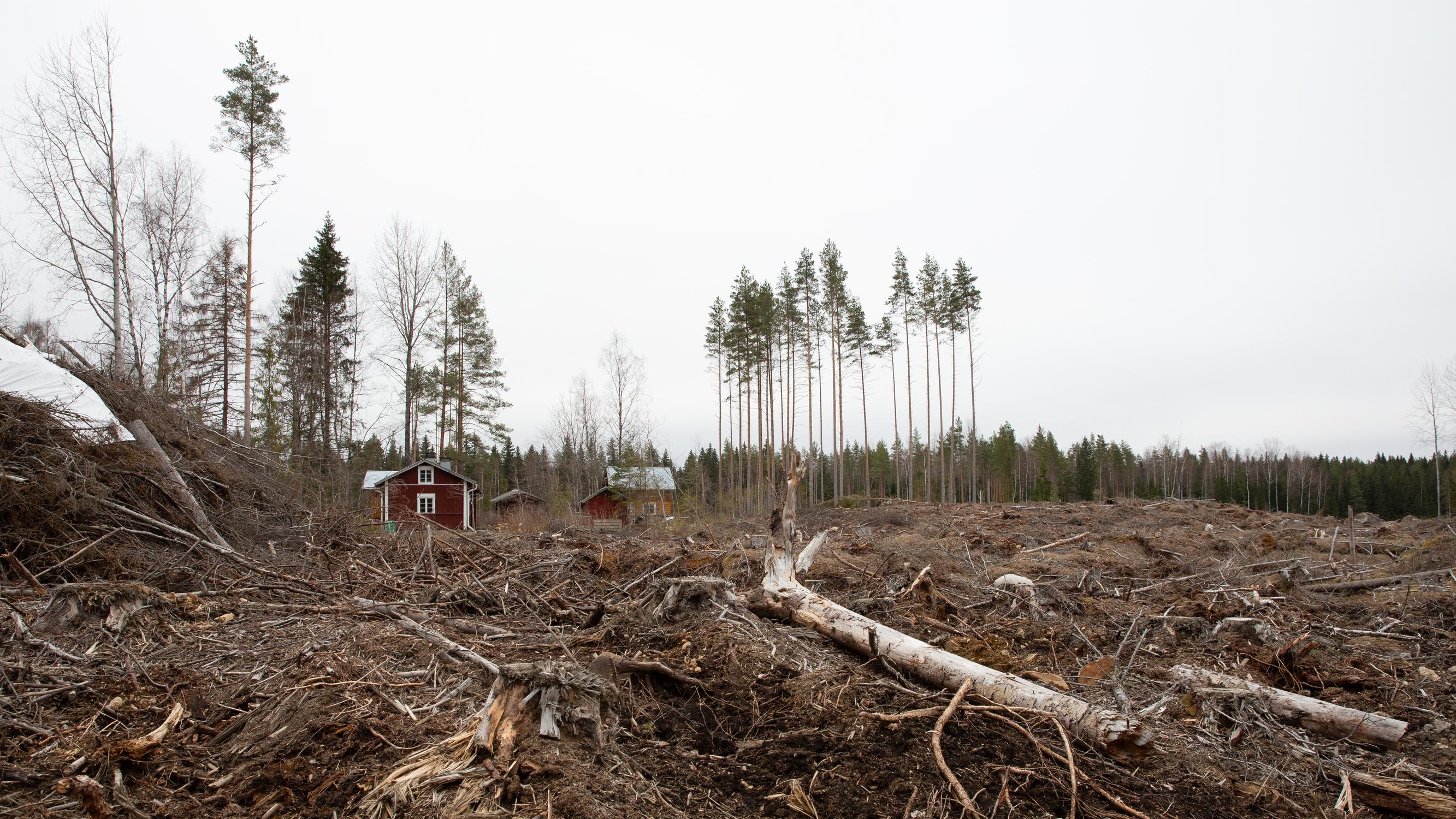 Jenna Johansson hankki mökin, jonka lähimetsään hän rakastui, sitten metsä hakattiin aukoksi – ”Oman” metsän voi menettää yllättäen