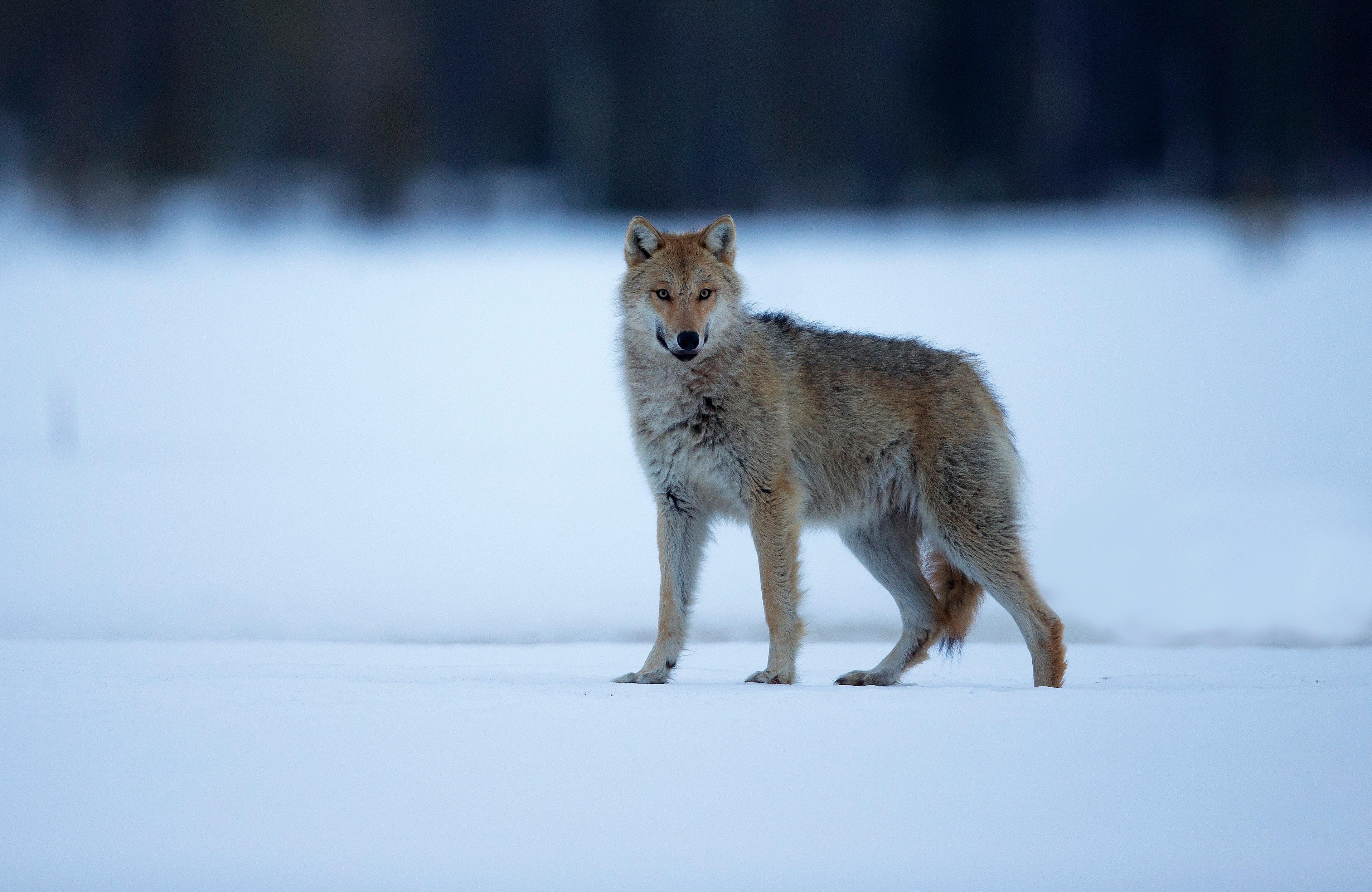 Susi Suomessa on maan vihatuin, ihailluin ja poliittisin eläin | Apu