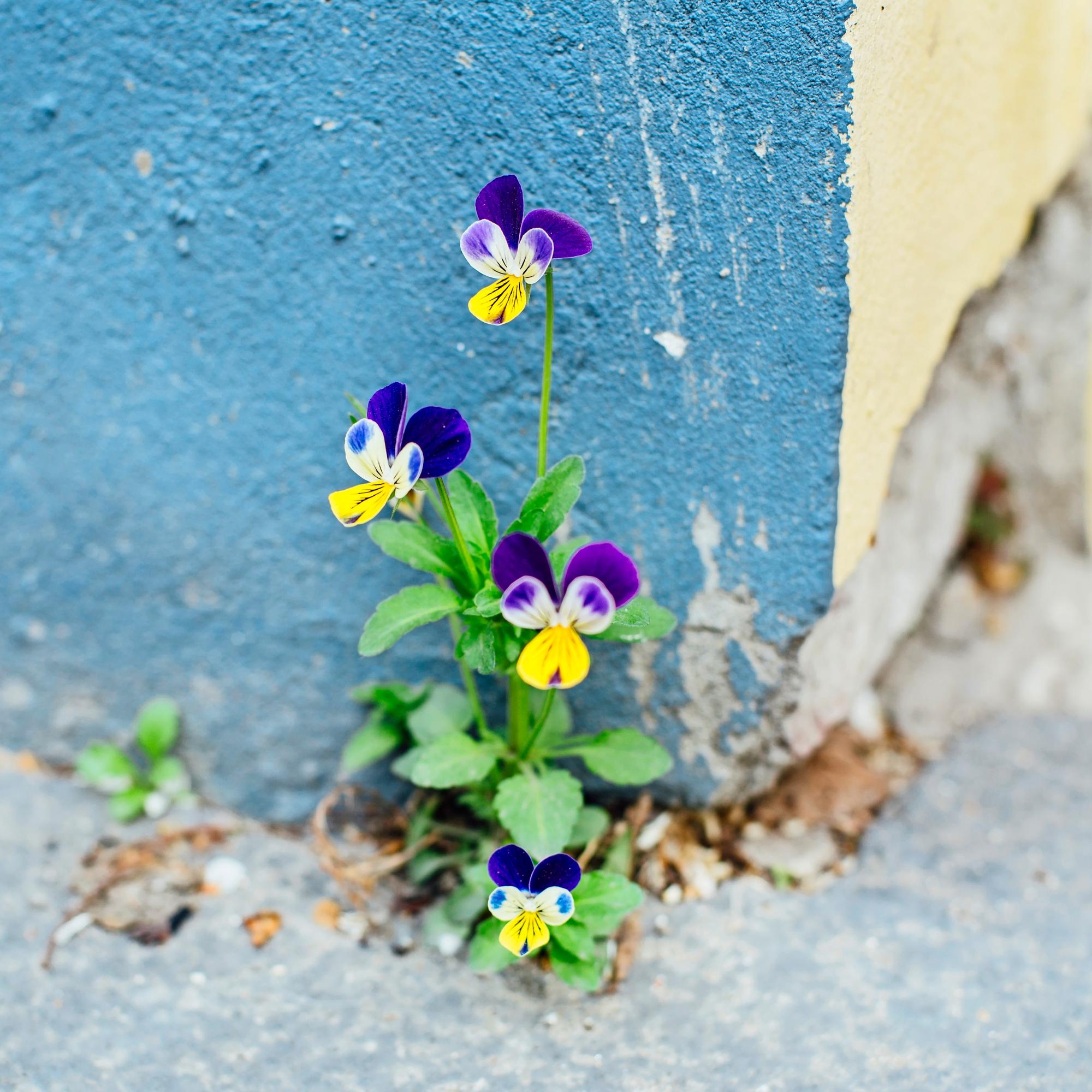Näin kehität myönteistä ajattelua ‒ Jatkuva kielteisyys kaventaa elinpiiriä, lisää sairastumisriskiä ja lyhentää elinajanodotetta