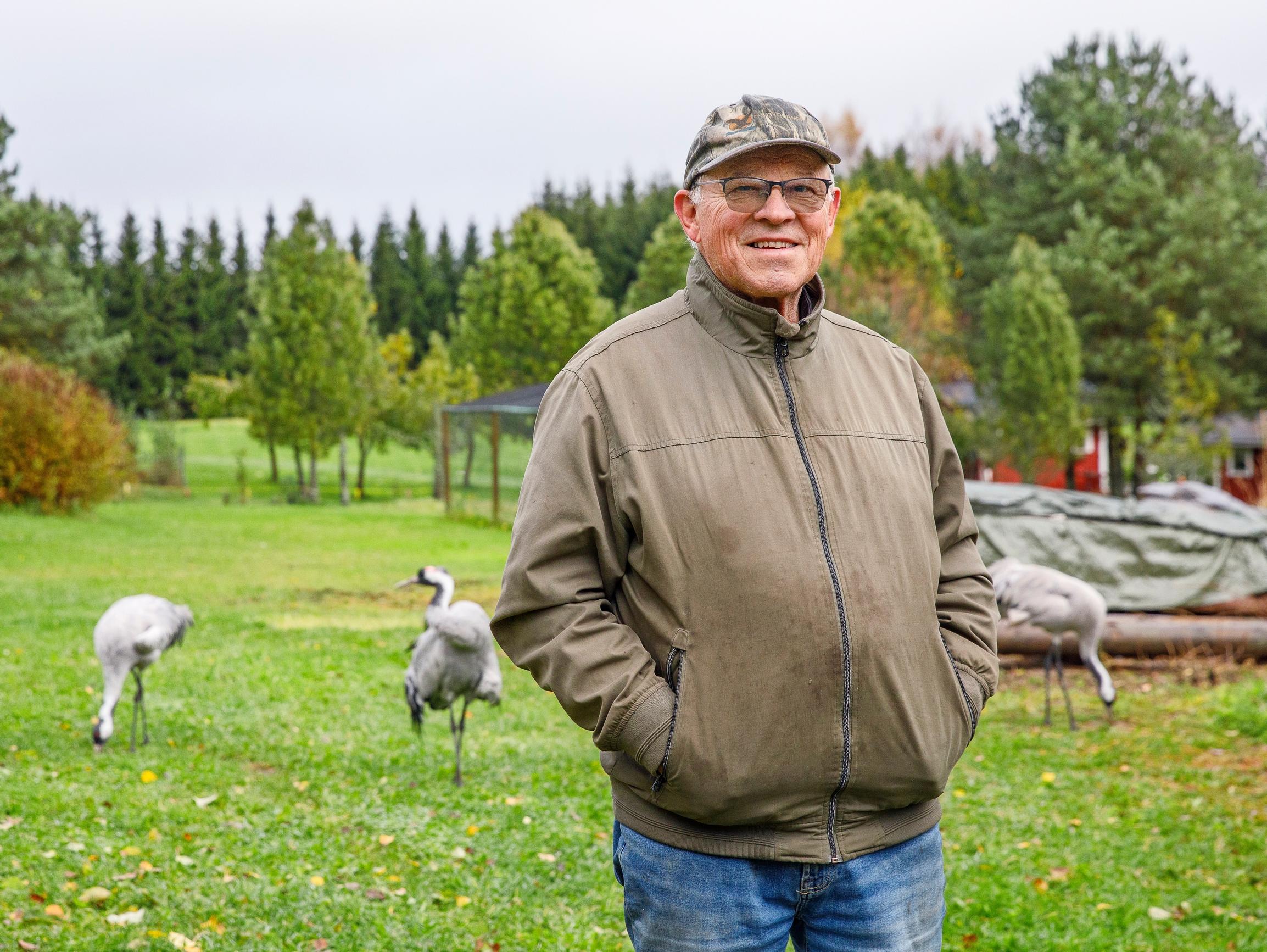 Siipirikon kurjen pelastaja Jouko Alhainen on hoitanut kurkia jo nelisenkymmentä vuotta.