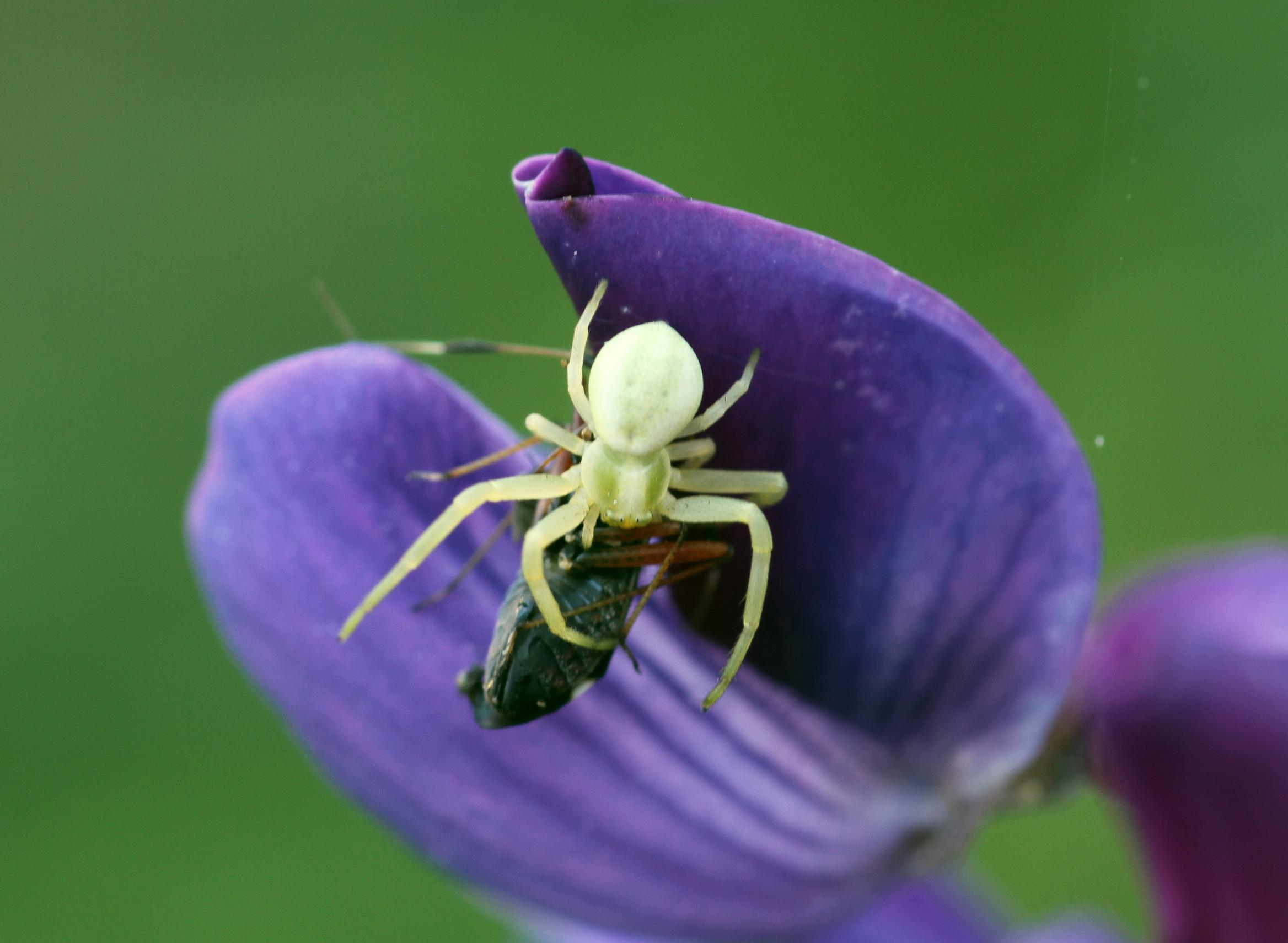 Hämähäkit syövät vuodessa ihmiskunnan verran biomassaa. Kuvan kukkahämähäkki on saalistanut hyönteisen.