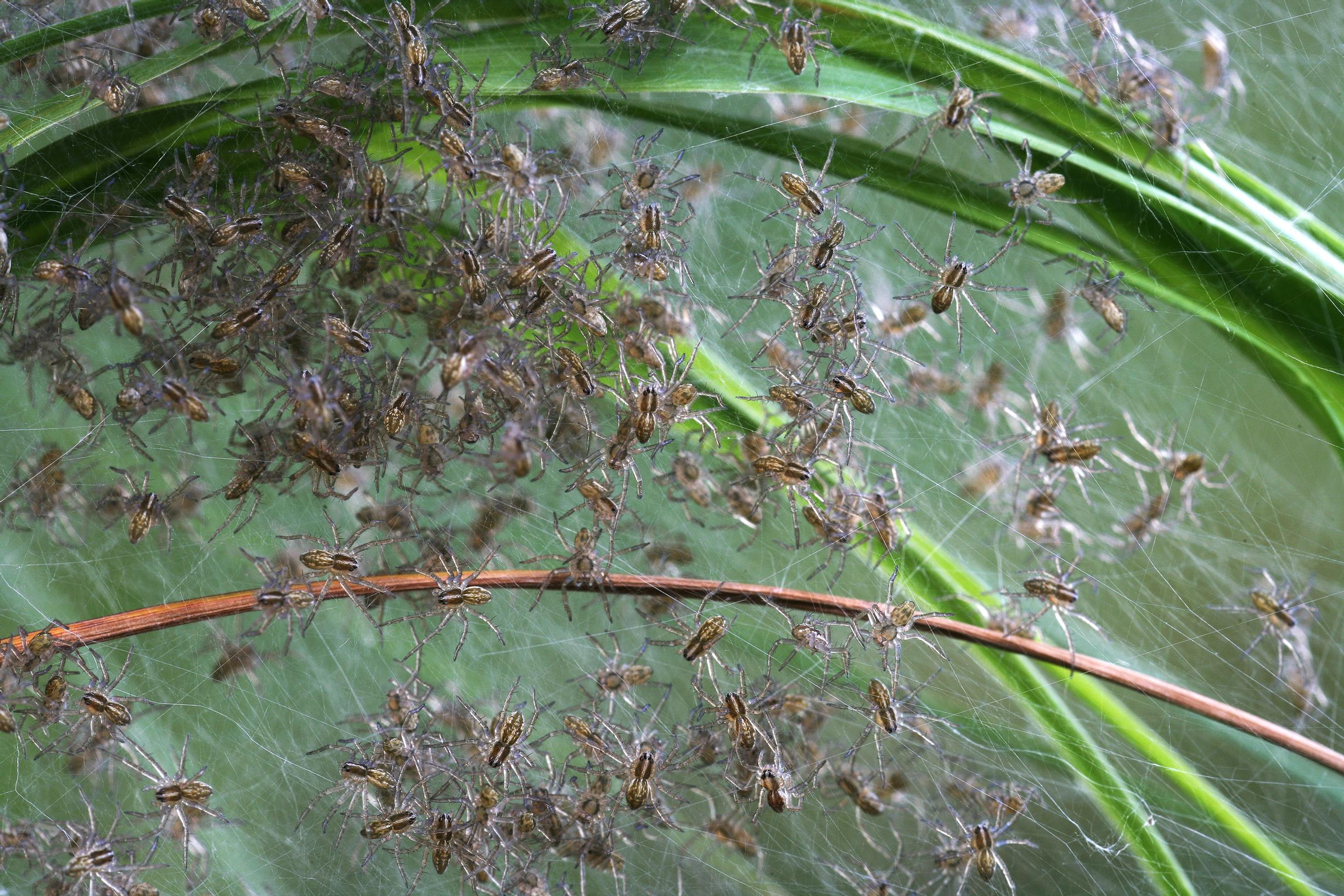 Hämähäkit syövät vuodessa ihmiskunnan verran biomassaa. Kuvassa rantahämähäkin poikasia.