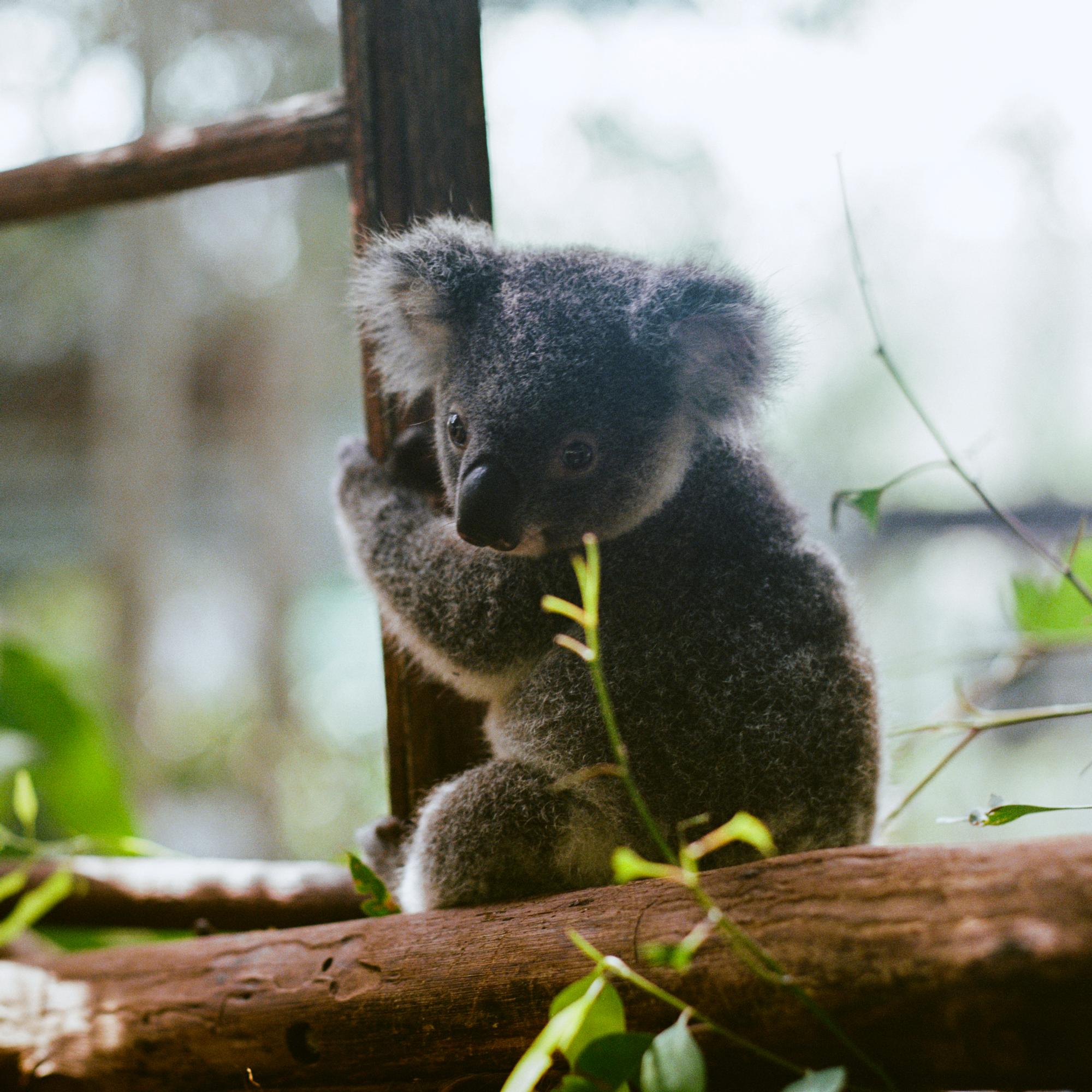 Klamydia niittää koaloja – Ikoninen eläin on vaarassa kadota osasta Australiaa