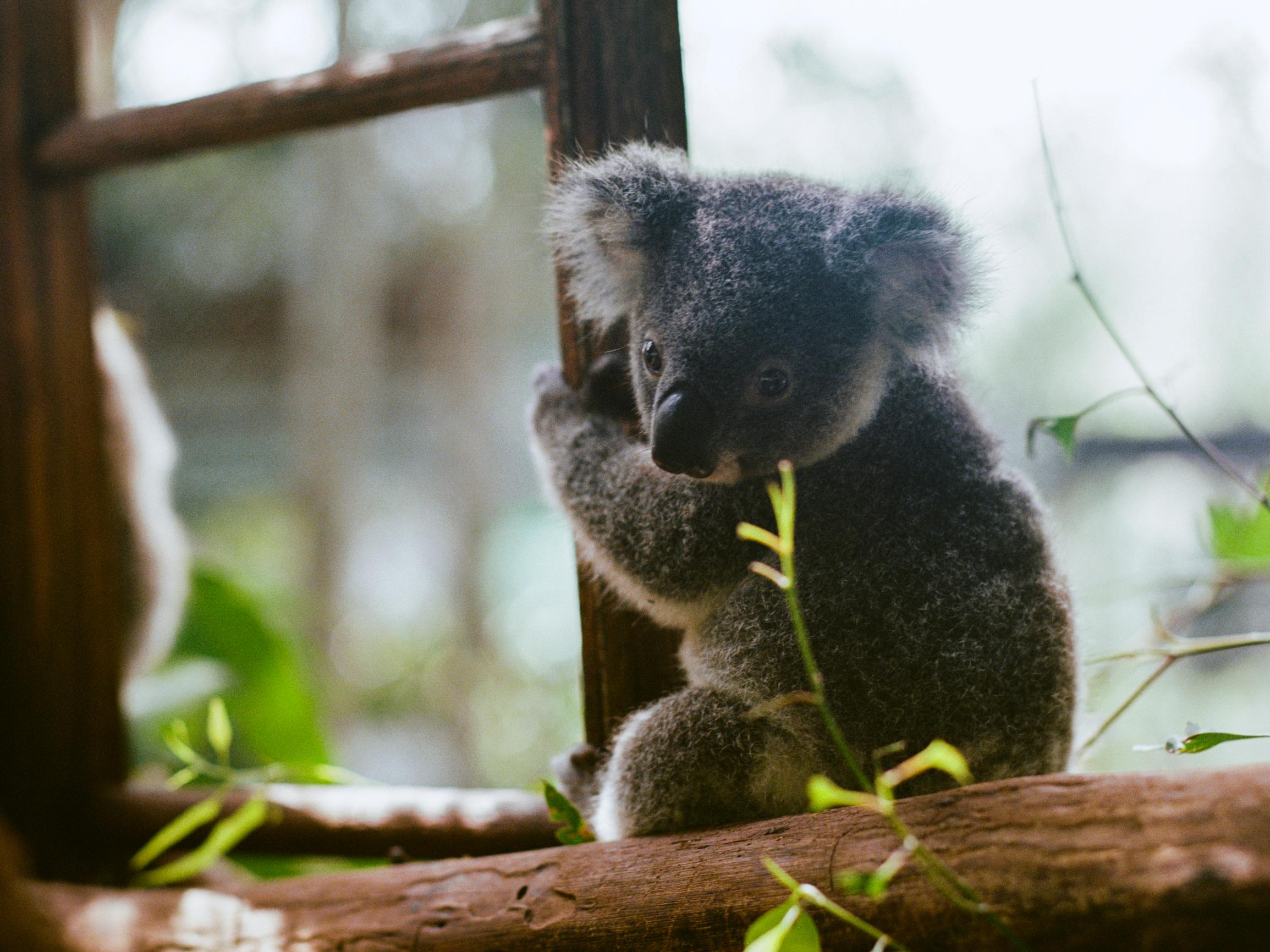 Klamydia niittää koaloja – Ikoninen eläin on vaarassa kadota osasta Australiaa