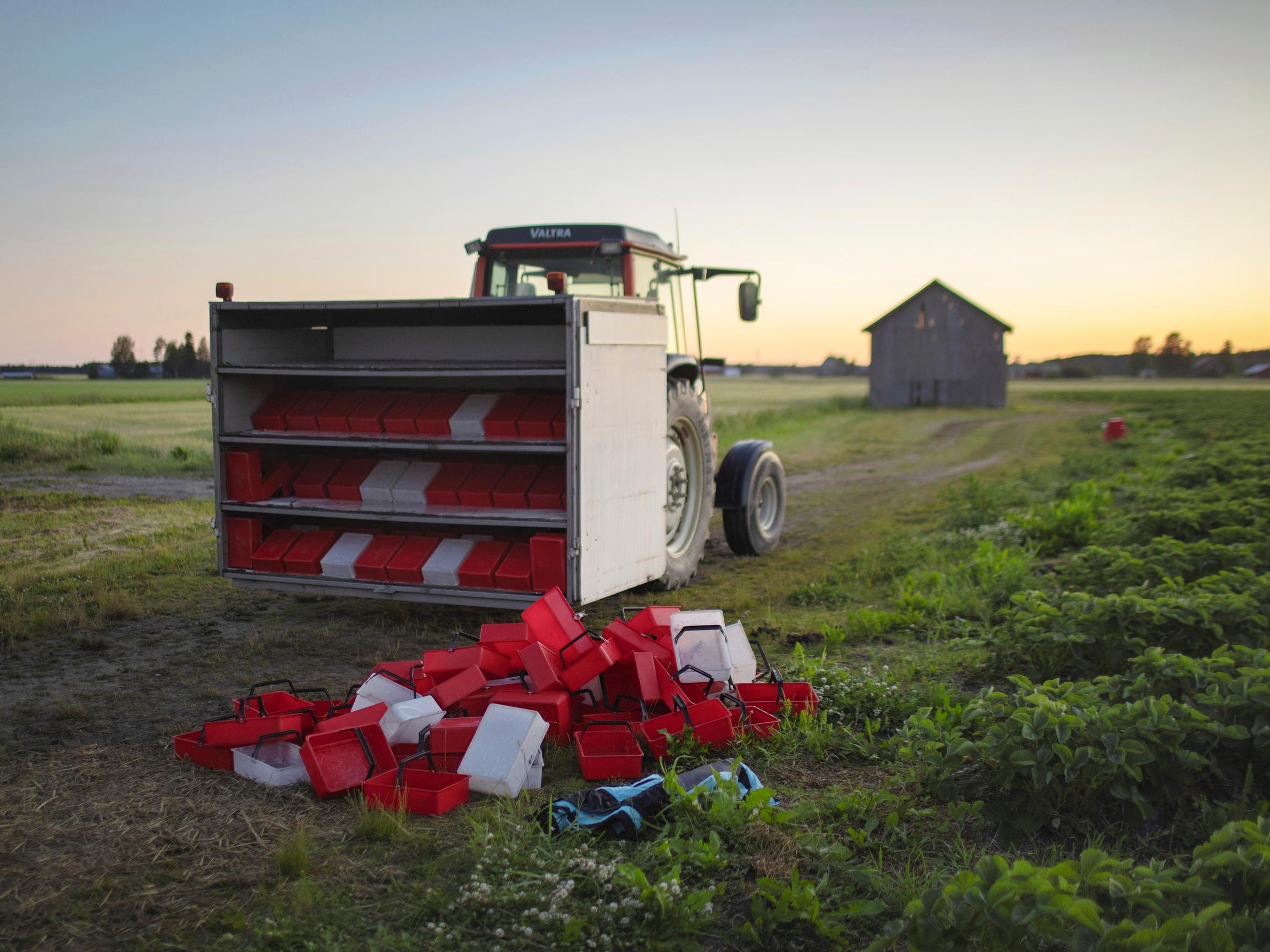 Mansikanpoimijat Ukrainasta: "Vain sade voi pysäyttää meidät, tulimme hakemaan rahaa"