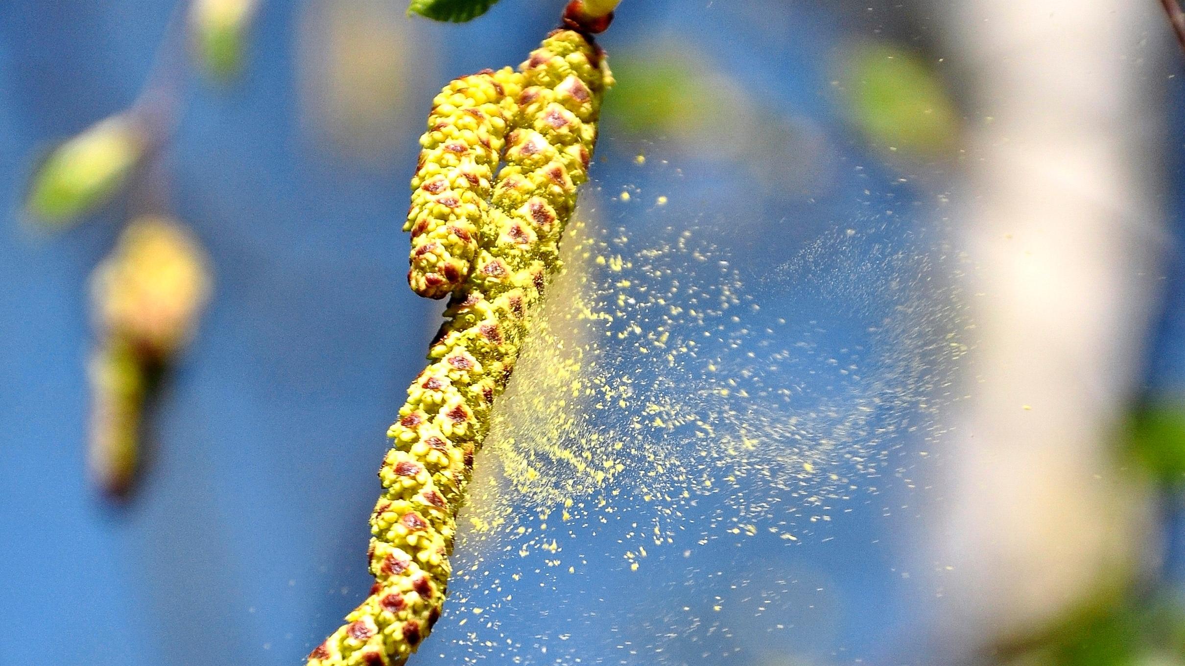 Березовая пыльца