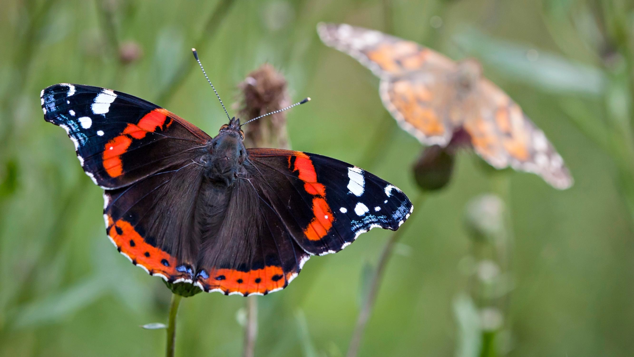 Nämä perhoset muuttavat kuin muuttolinnut – mutta huomaamatta | Apu