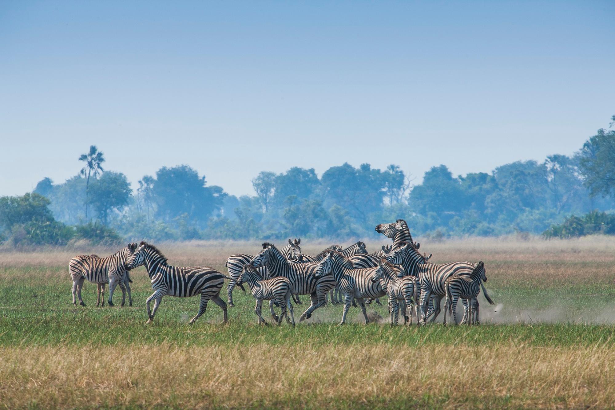 Afrikan Paras Safari Mondo