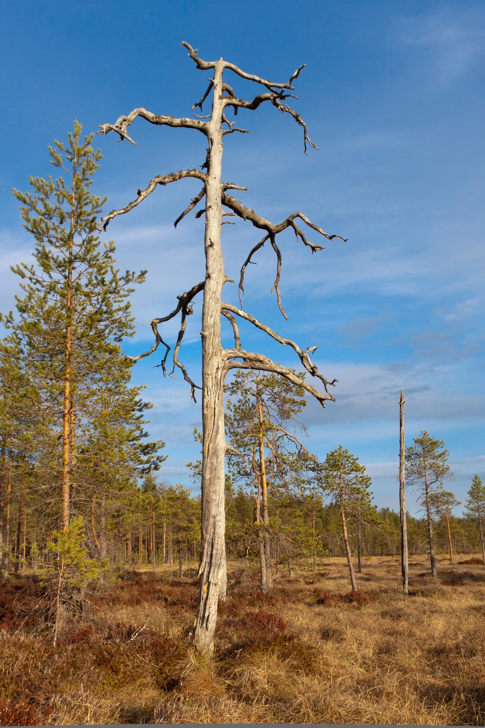 Keloja monimuotoisessa metsässä.