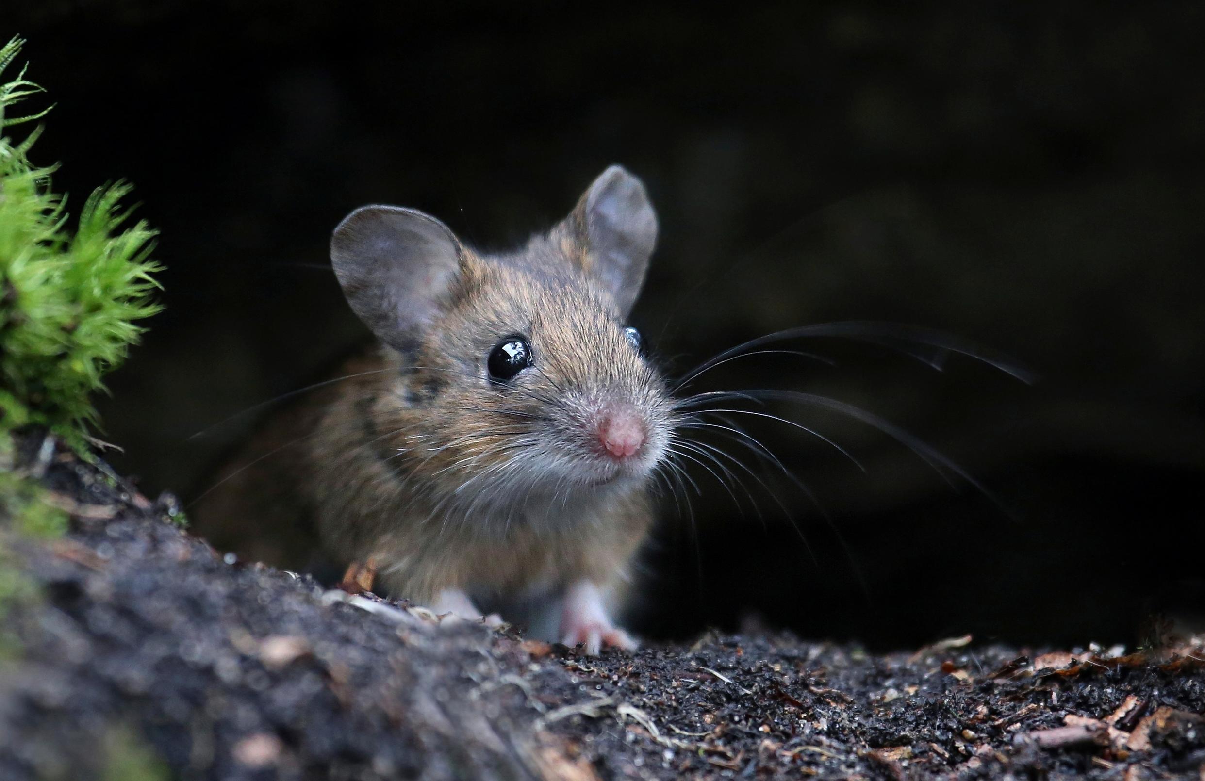 Tätä söpöliiniä et halua kotiisi – Näin tunnistat pihan hiirulaiset