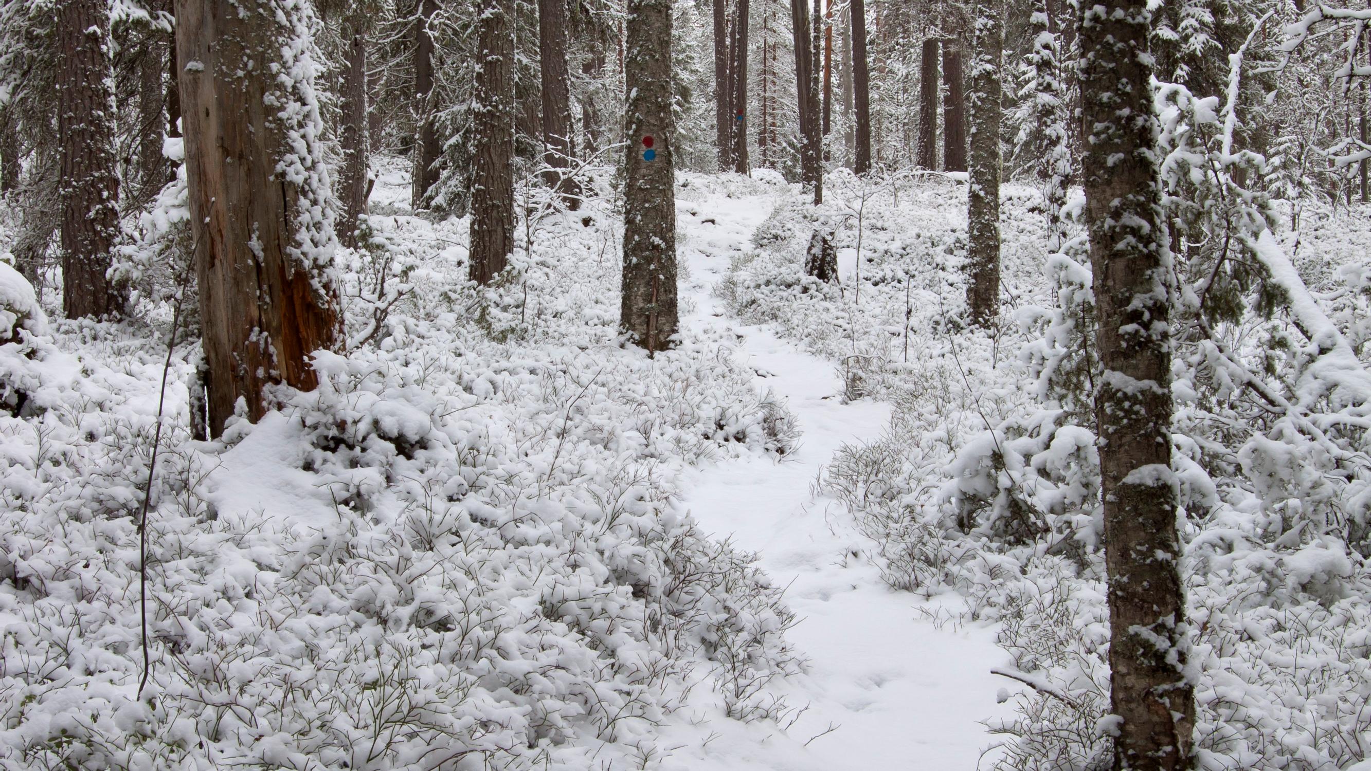 Ensilumi kaunistaa maiseman – Mutta se myös hidastaa maan jäätymistä ja suojaa kasveja ja eläimiä