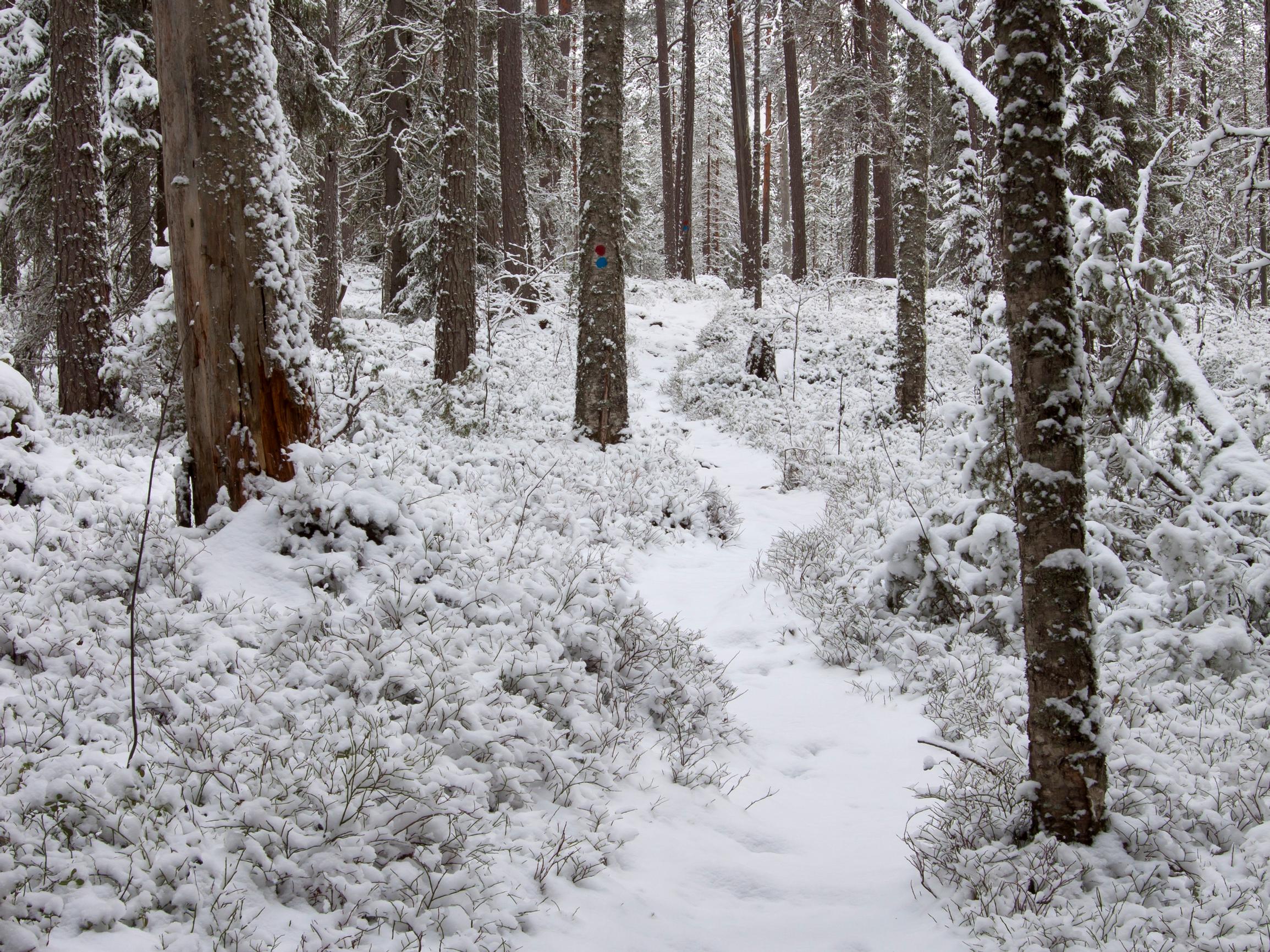 Ensilumi kaunistaa maiseman – Mutta se myös hidastaa maan jäätymistä ja suojaa kasveja ja eläimiä