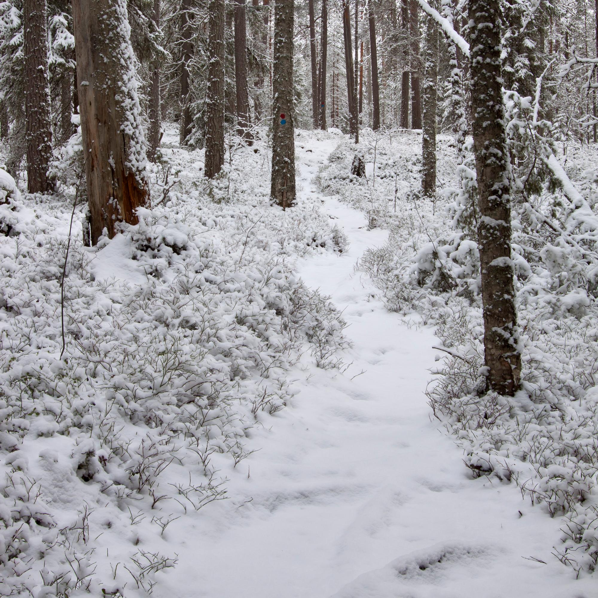 Ensilumi kaunistaa maiseman – Mutta se myös hidastaa maan jäätymistä ja suojaa kasveja ja eläimiä
