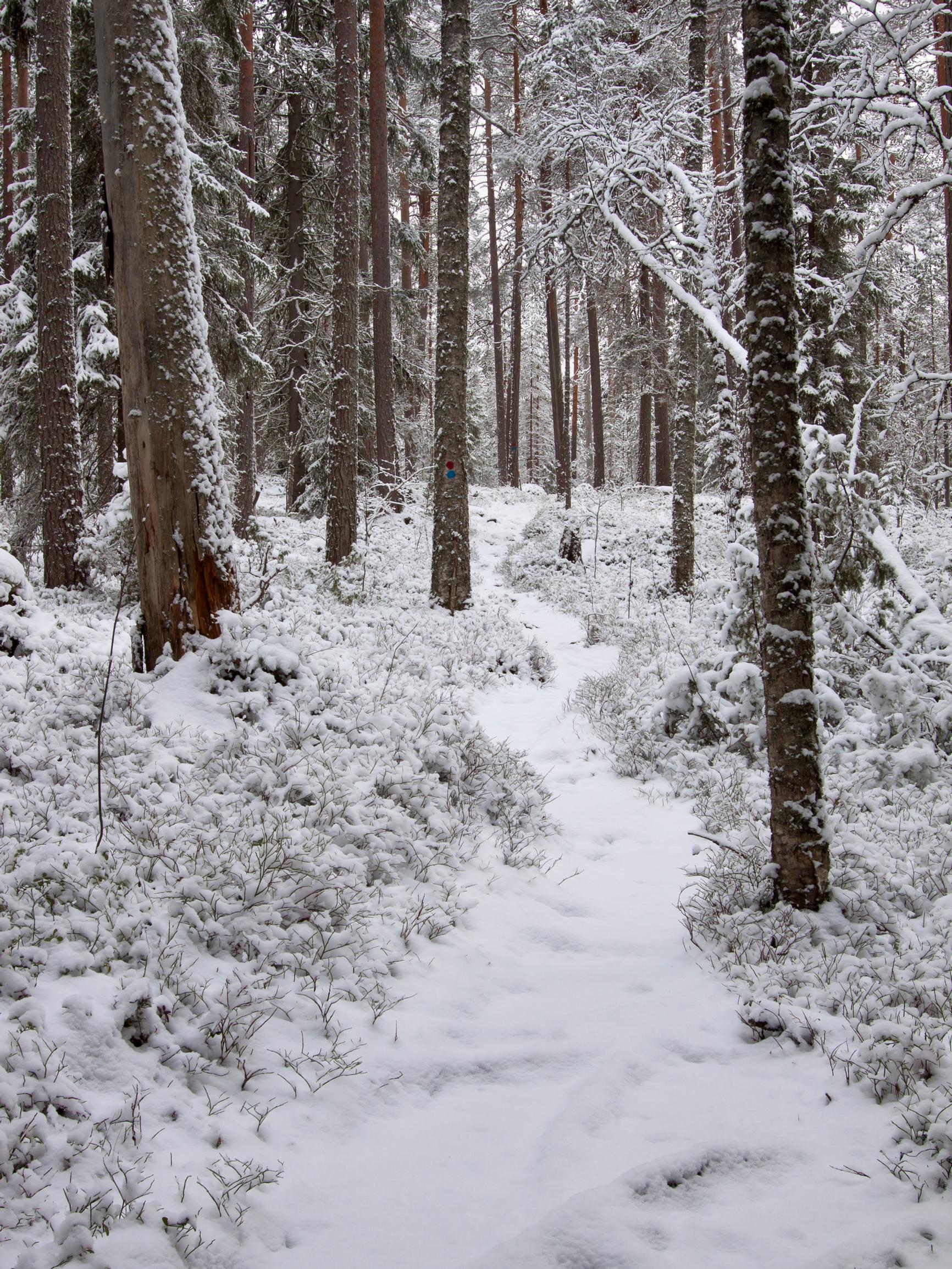 Ensilumi kaunistaa maiseman – Mutta se myös hidastaa maan jäätymistä ja suojaa kasveja ja eläimiä