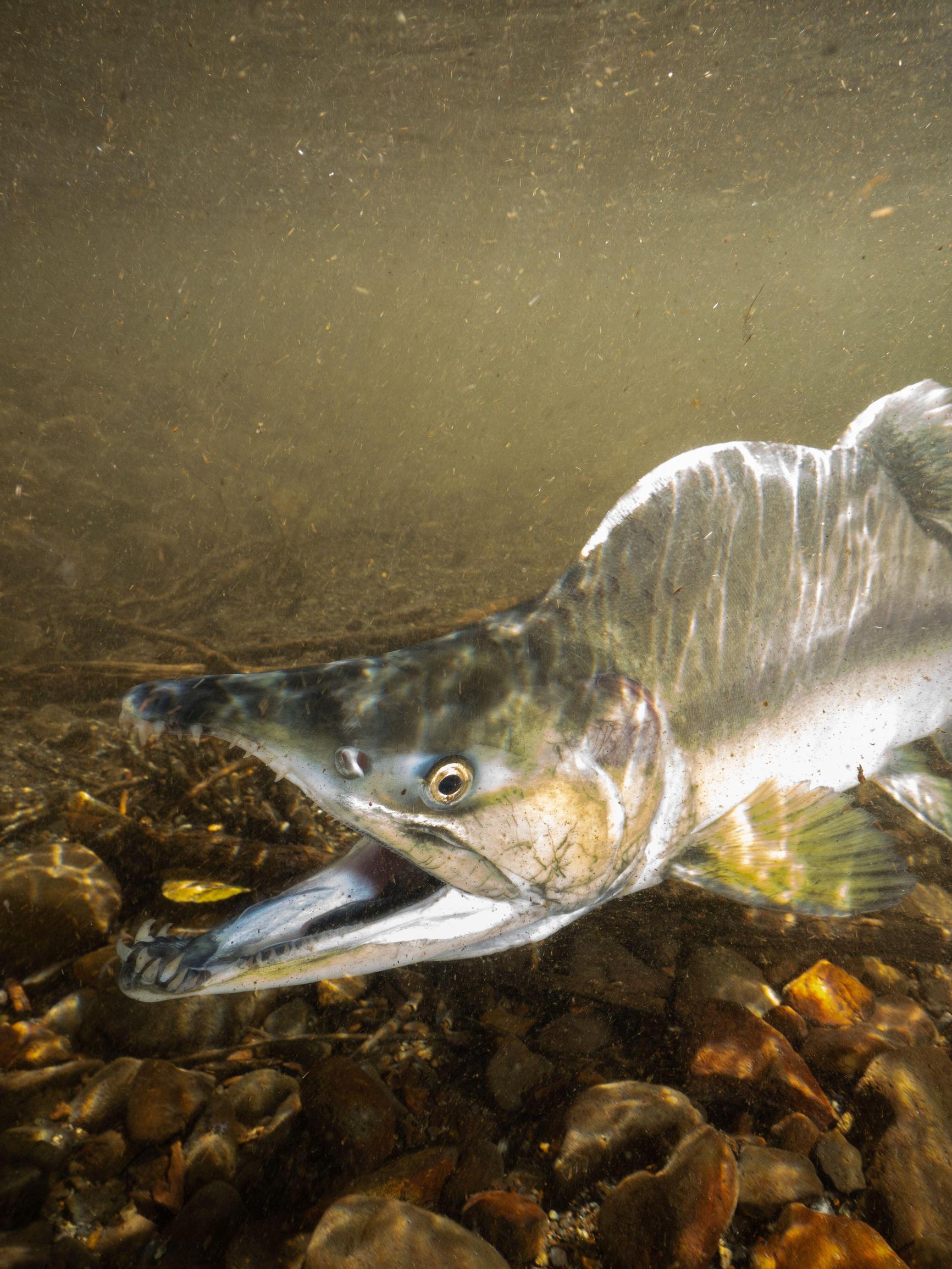 Pato ei pidä ja kyttyrälohta tulvii Tenoon nyt ennätystahdilla – Vedenalainen video näyttää vieraslajin hurjan rynnistyksen