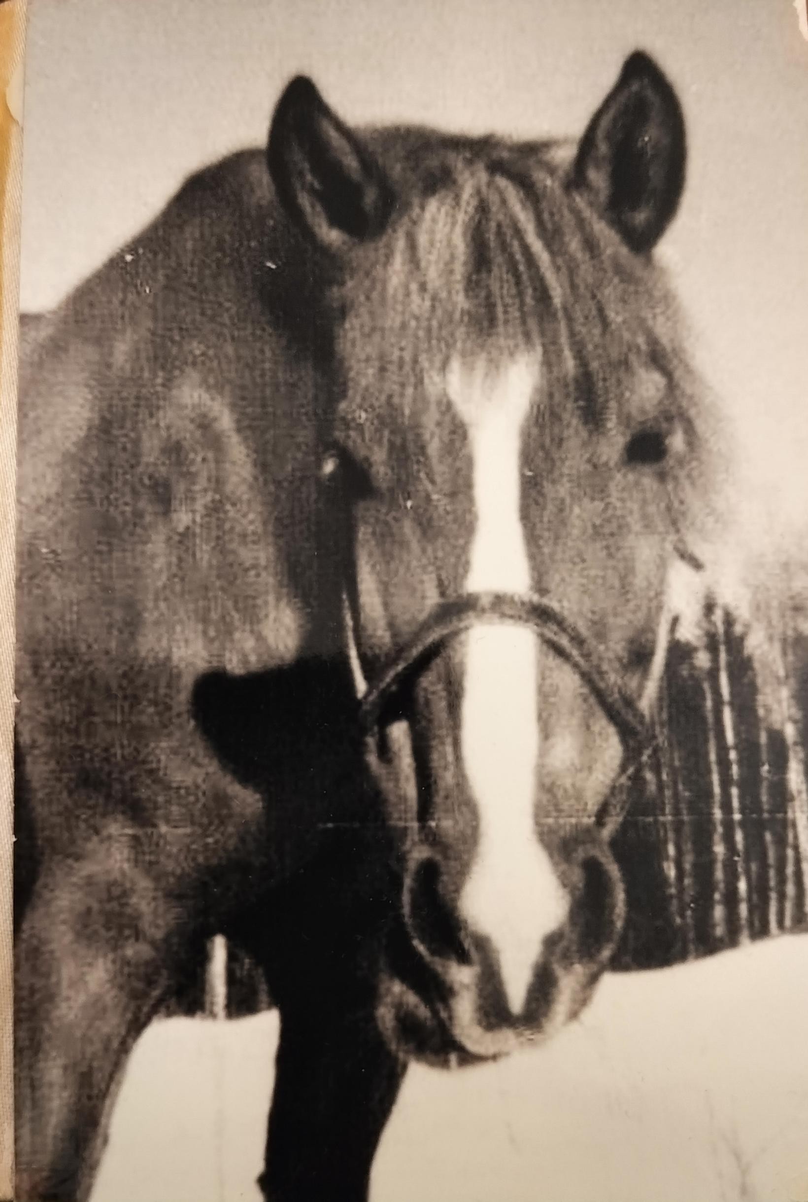 Susanna Koivuranta suree kaikkein rakkaimman Muisto-hevosensa kohtaloa vielä yli 40 vuoden jälkeenkin