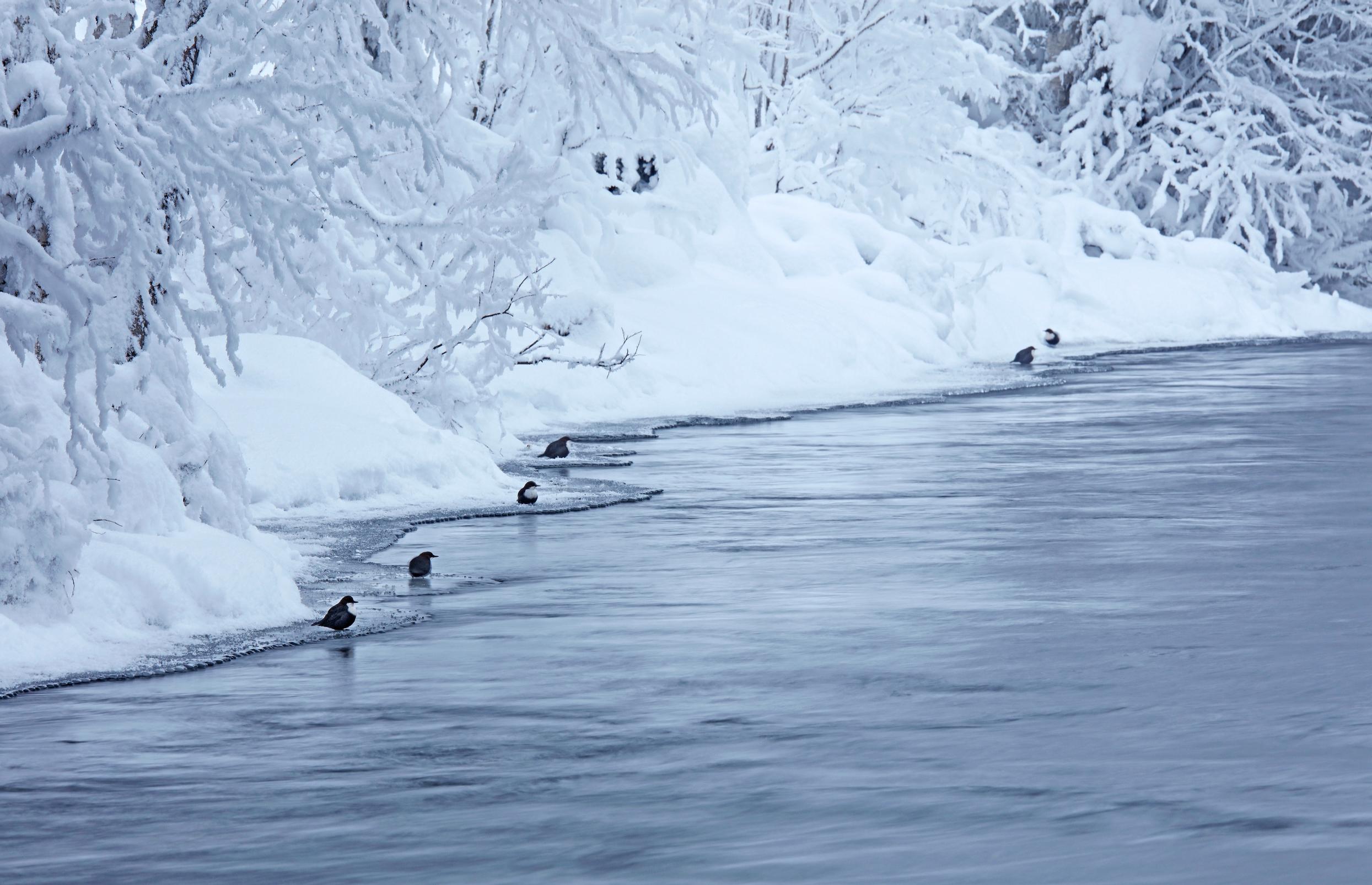 Koskikarat Kitkajoella Kuusamossa