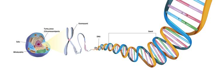 Sukututkimus: täydennä DNA-testillä arkistotietoja – 7 askelta | Apu