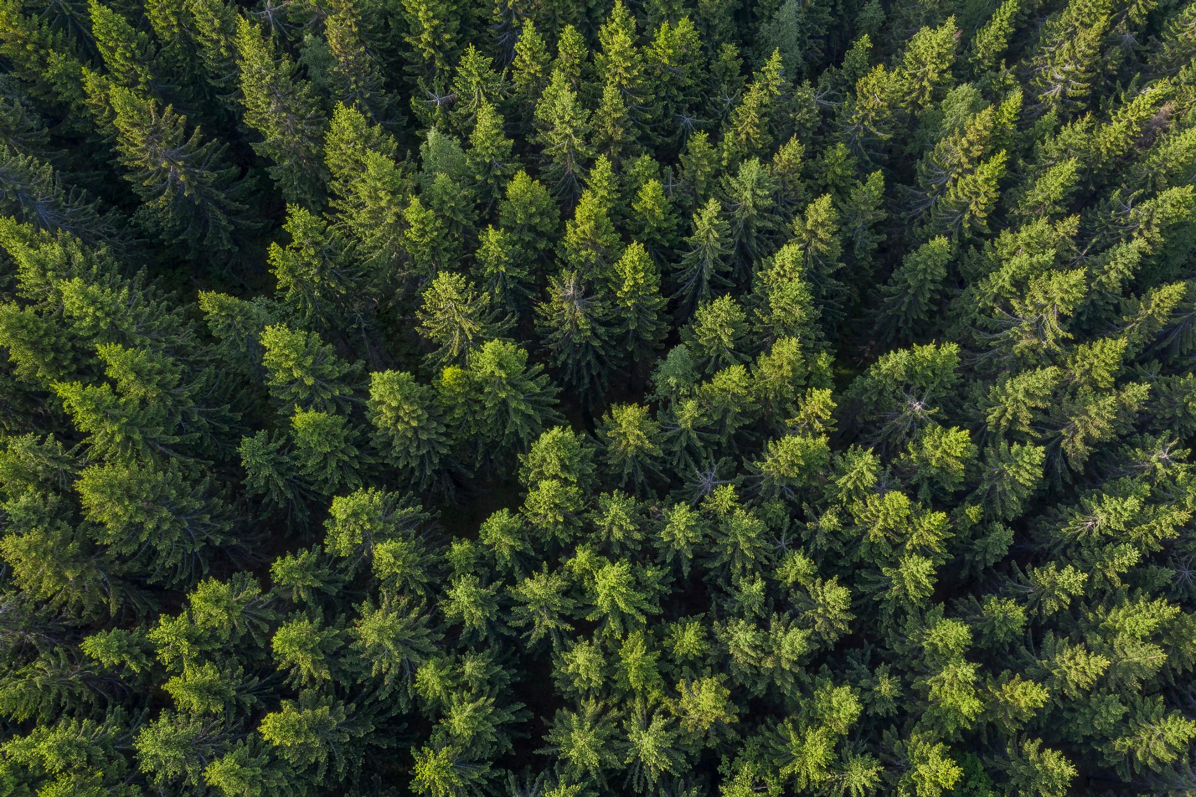 Metsä on nykyisin myös hyvä sijoituskohde – yksityishenkilöt omistavat Suomen metsistä yhä suuremman osan