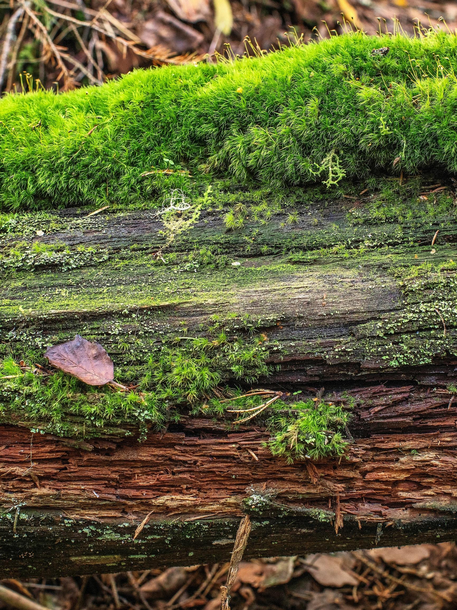 Ikimetsä on aikamatka tuhansien vuosien taakse, hiisien ja haltioiden Suomeen – Sota muutti kaiken: ”Puut hakattiin sukupolven aikana, 60 vuodessa meni kaikki”