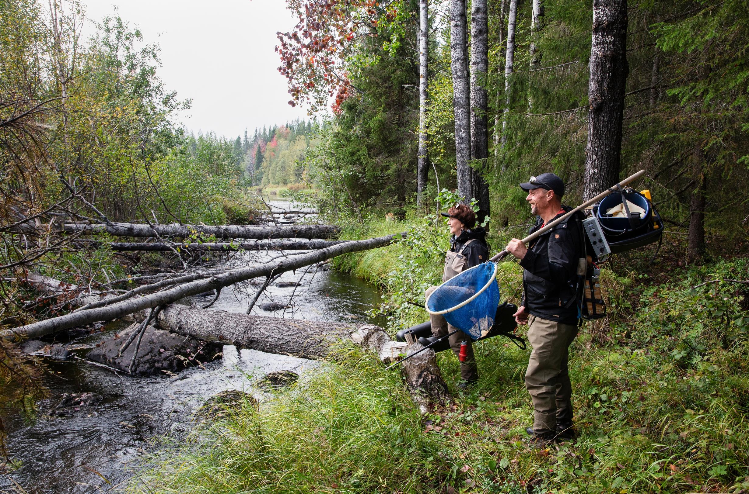 Livojoelle tultaessa paljastui, että kanadanmajavat olivat kaataneet kymmenkunta isoa haapaa rantametsästä veteen ja lisää puita oli puoliksi nakerrettuina vielä pystyssä.