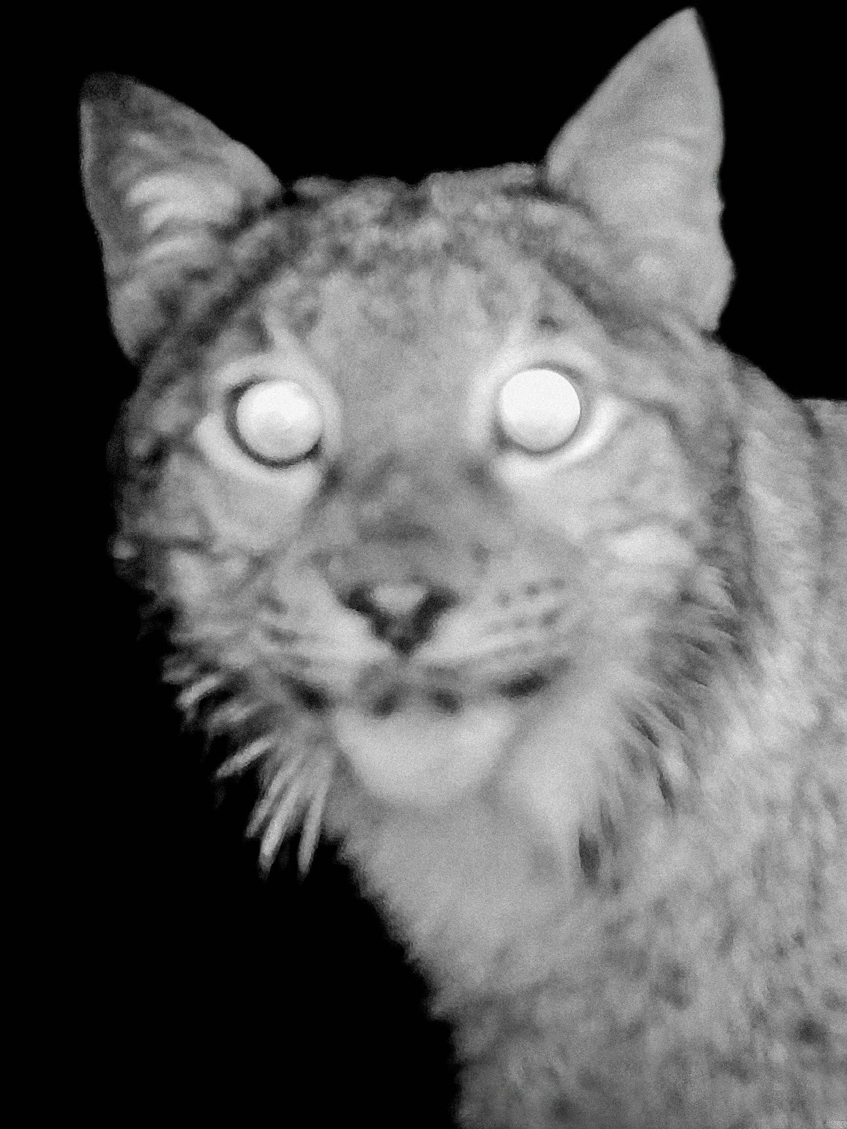 Juha Suonpään kuvissa ilves ottaa selfien – ”Eläin valitsee hetken, jolloin haluaa kuvaan”
