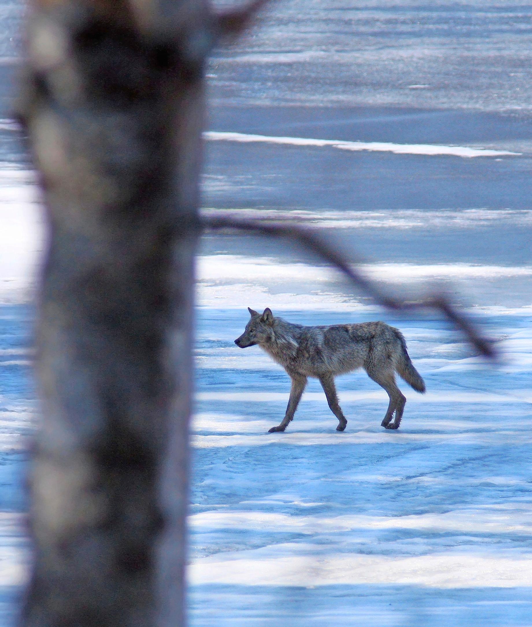 Turun pohjoispuolella kulkija kohtaa Lounais-Suomen erämaan – Siellä susille riittää syötävää