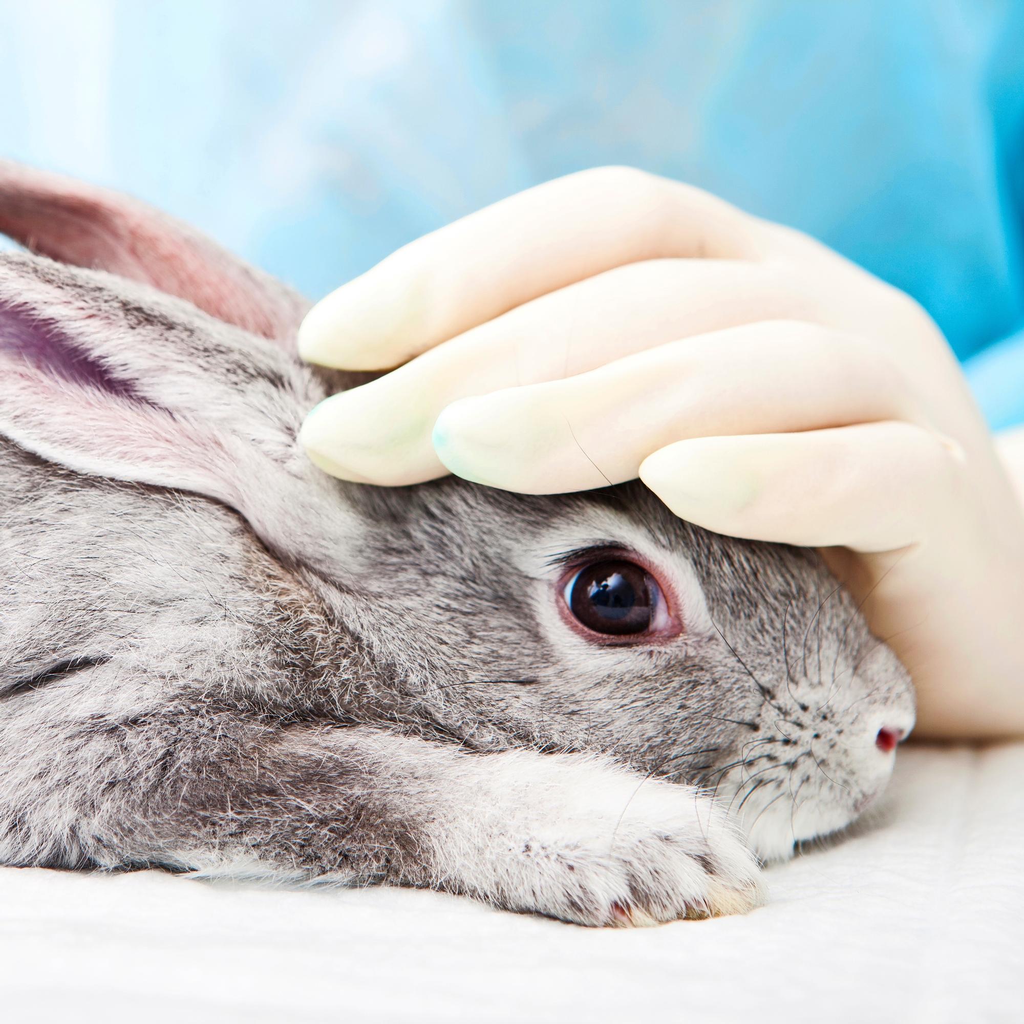 Kunnalle riitti, kun Evidensia korotti hintoja 580 prosentilla – Kilpailun puute nosti eläinlääkärien hinnat pilviin, mutta nyt rahastaminen saattaa loppua