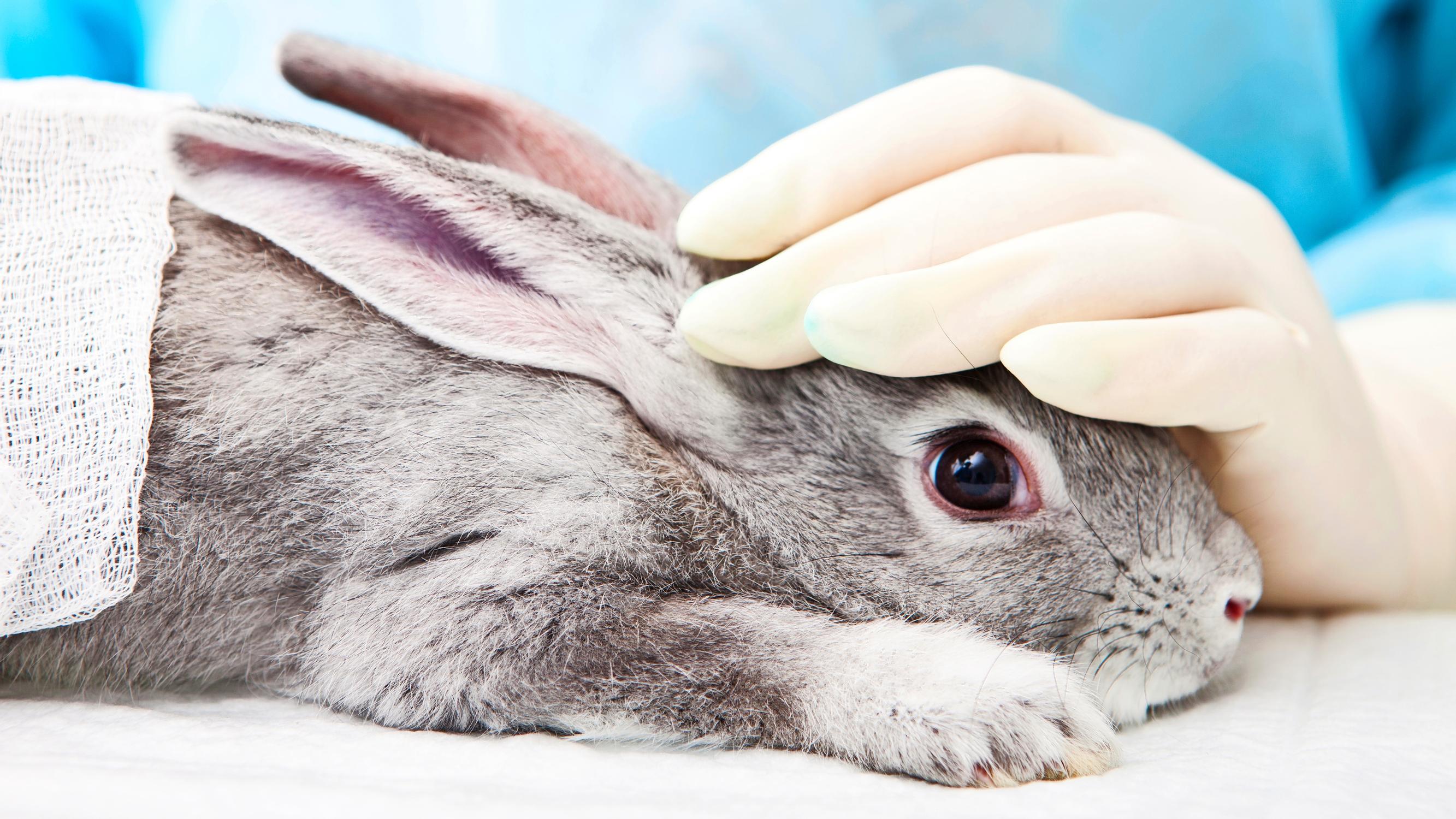 Kunnalle riitti, kun Evidensia korotti hintoja 580 prosentilla – Kilpailun puute nosti eläinlääkärien hinnat pilviin, mutta nyt rahastaminen saattaa loppua