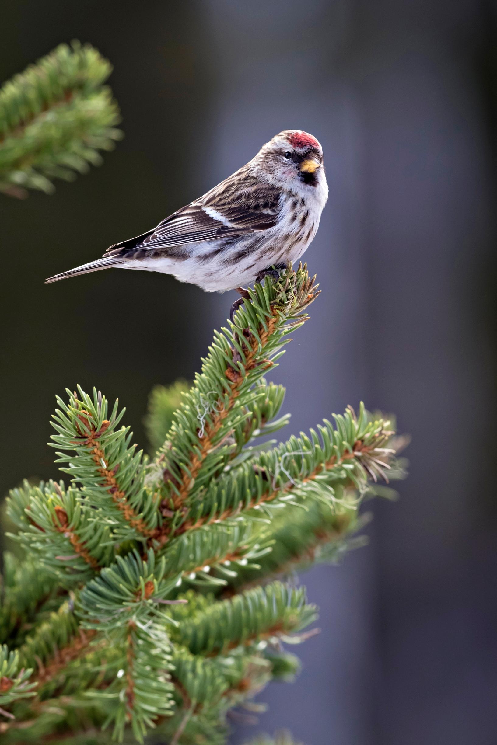 Urpiaisen takki sisältää talvella lähes kolmanneksen enemmän untuvia kuin kesällä.