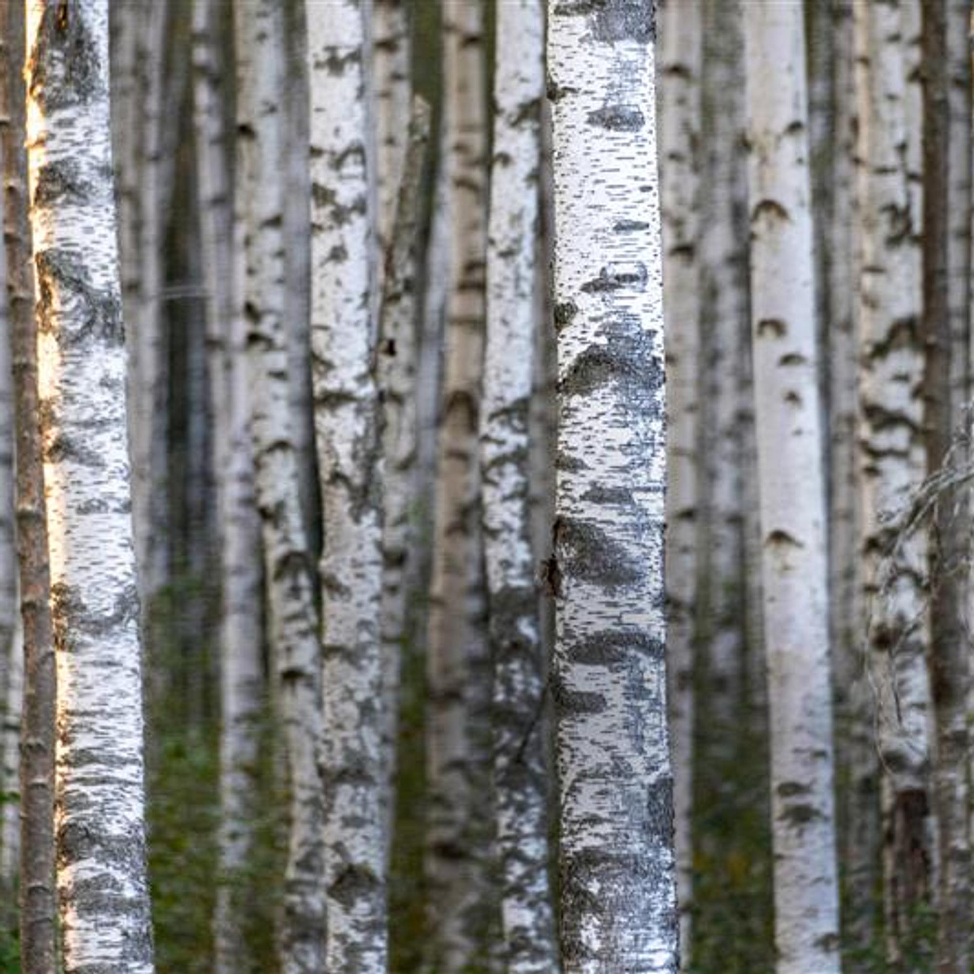 Koulussa opetetuilla konsteilla ei aina erotakaan raudus- ja hieskoivua – ”Tunnusmerkit eivät aina päde”