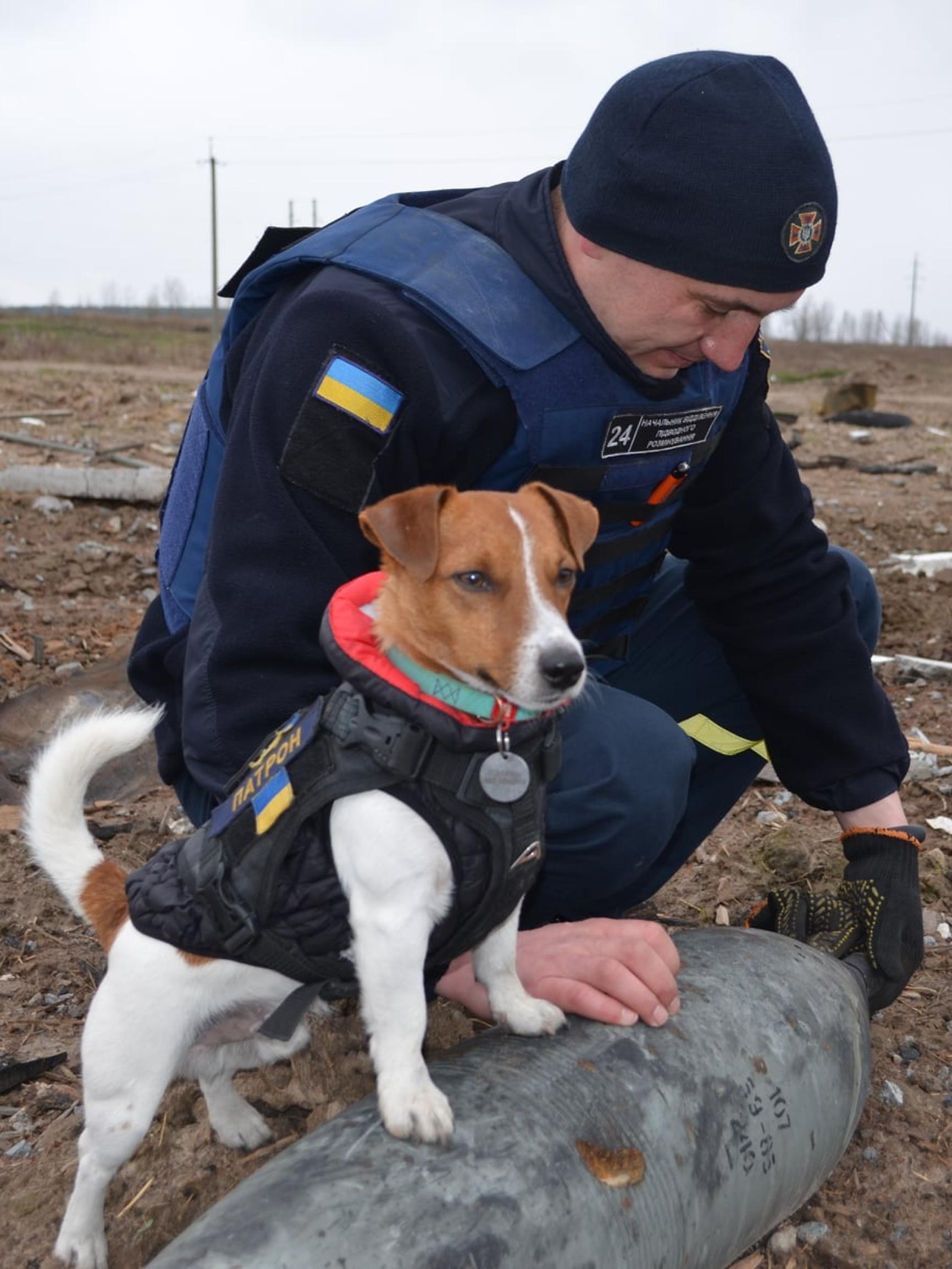 Pieni Patron-koira palkittiin: pommeja etsivä julkkisterrieri valaa uskoa ukrainalaisiin ja on jo ikuistettu jopa tatuointeihin