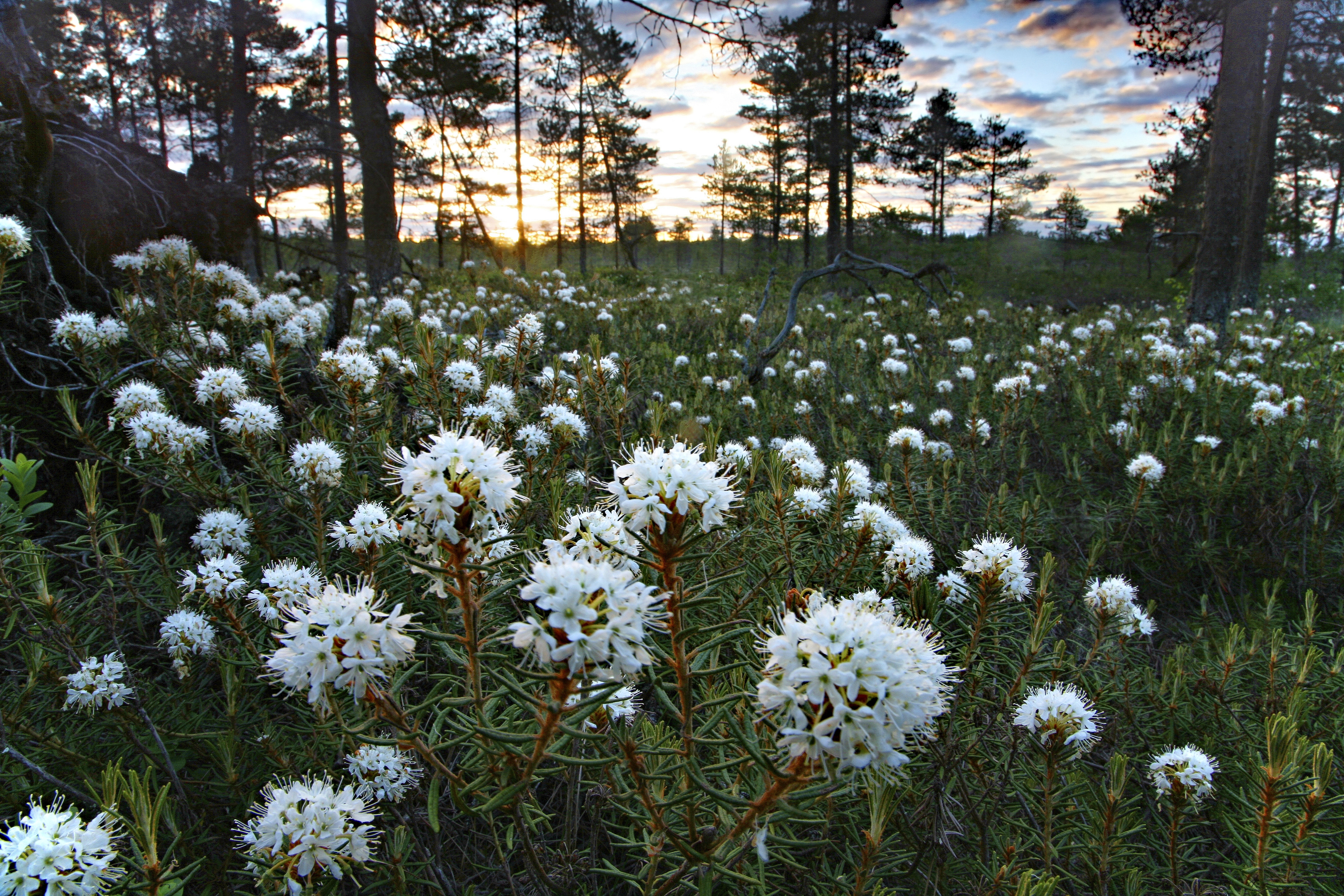 Alkukesän suo on kukkia täynnä | Apu