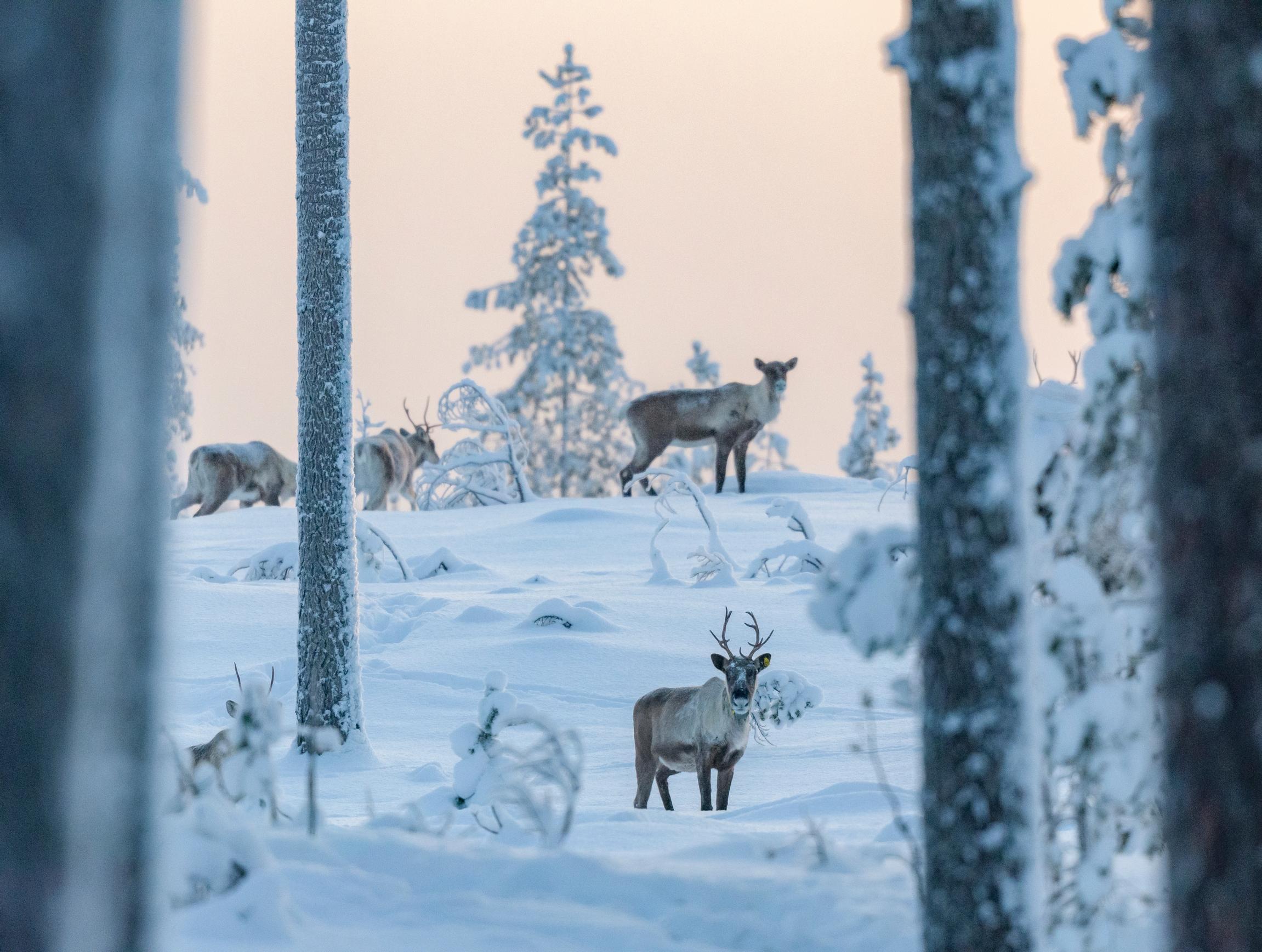 Metsäpeurat ovat hyvin varovaisia, ja niitä on vaikea lähestyä maastossa, kertoo Antti Haataja.