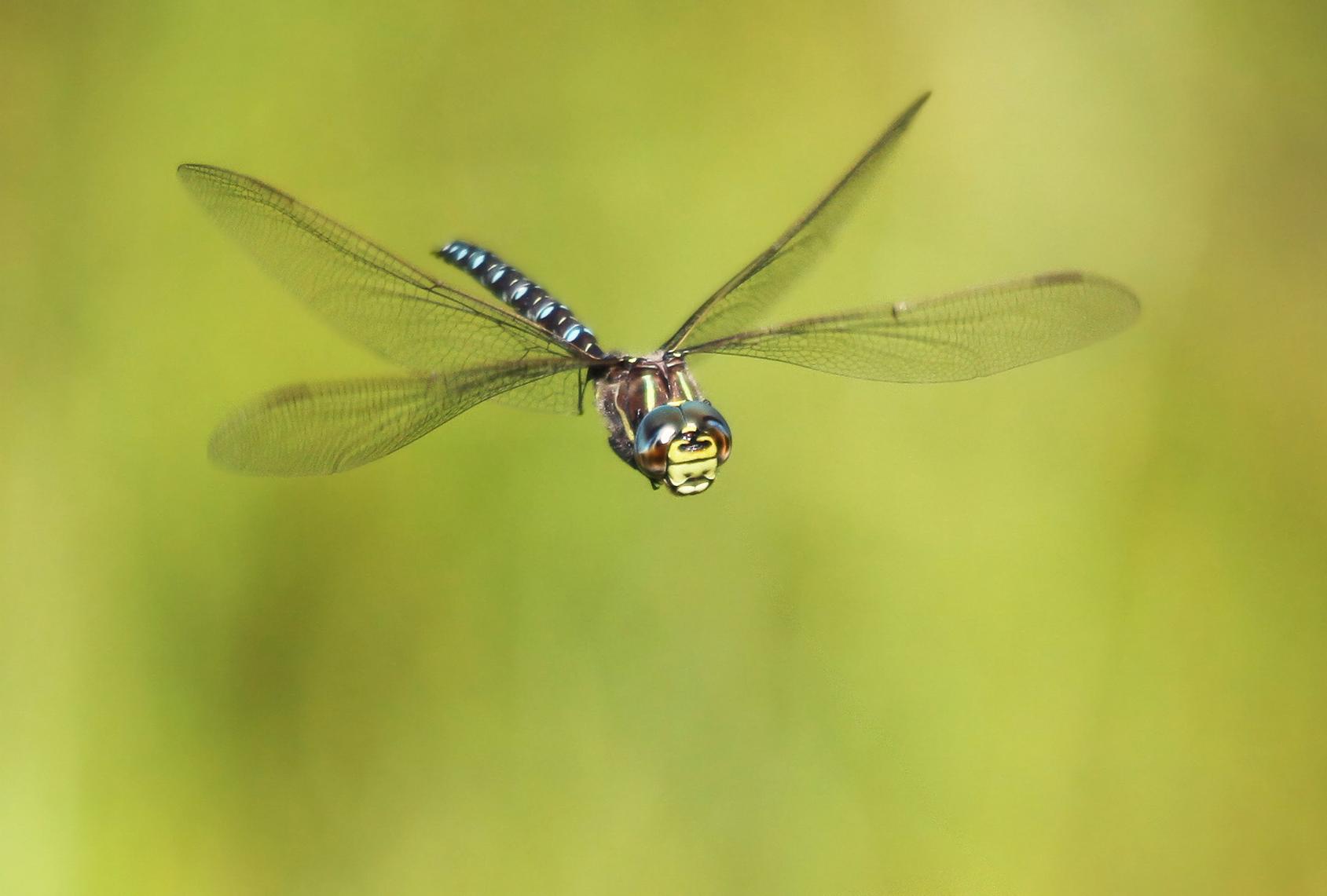 Sudenkorento kasvaa hirviöstä lentotaituriksi – Upeat lähikuvat | Apu