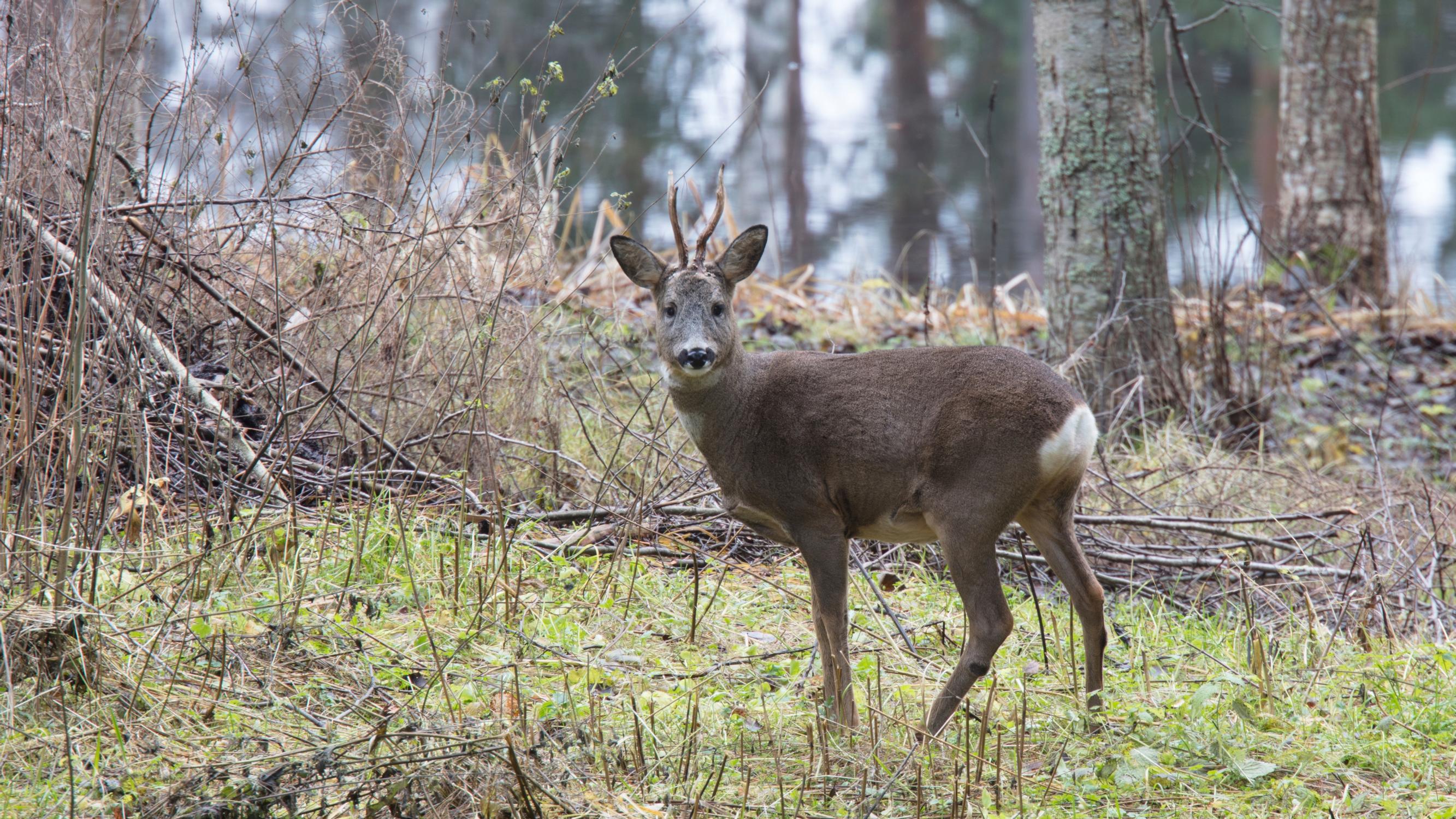 Metsäkauris, takapihan satueläin – leudot talvet suosivat lajia | Apu