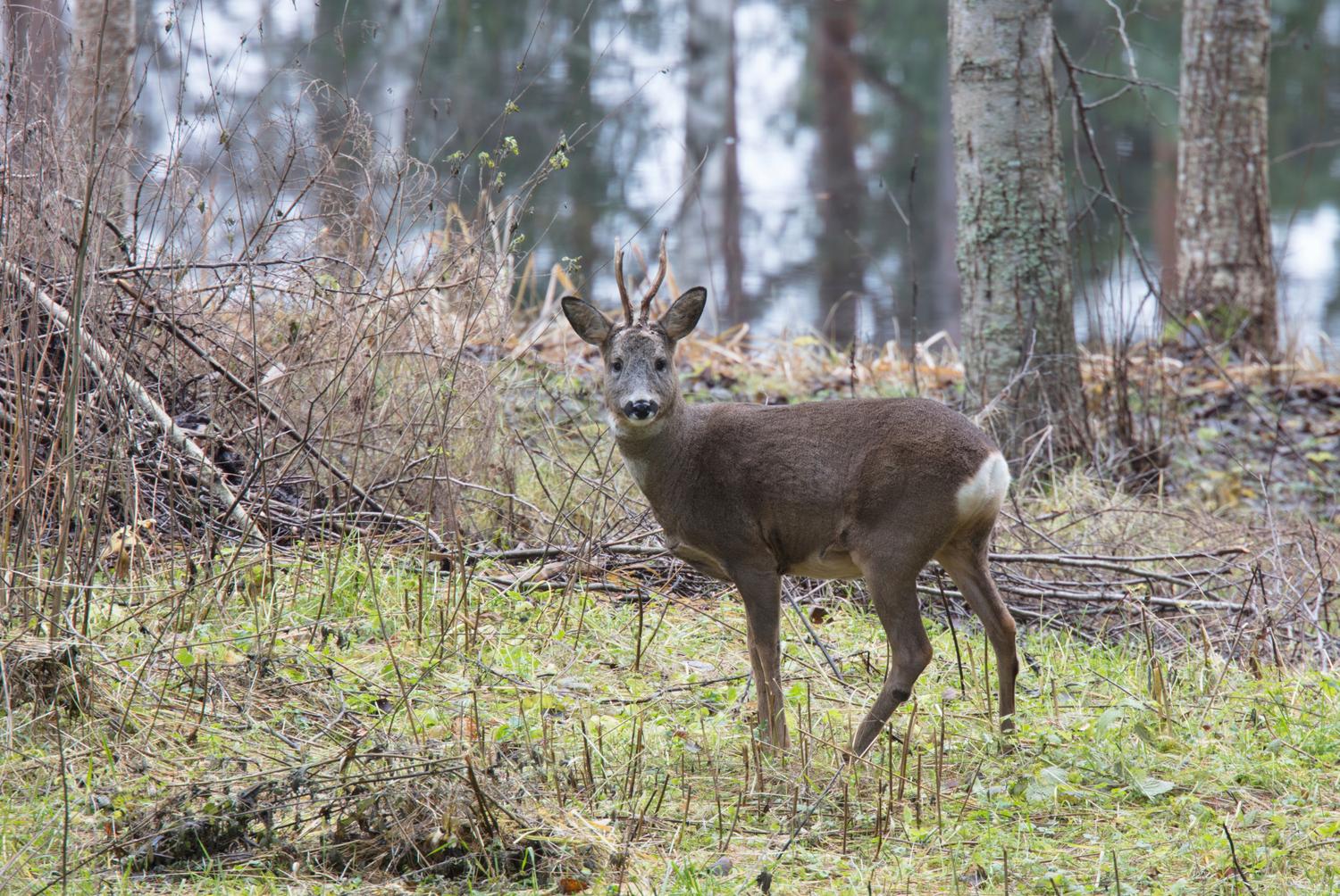 Metsäkauris, takapihan satueläin – leudot talvet suosivat lajia | Apu