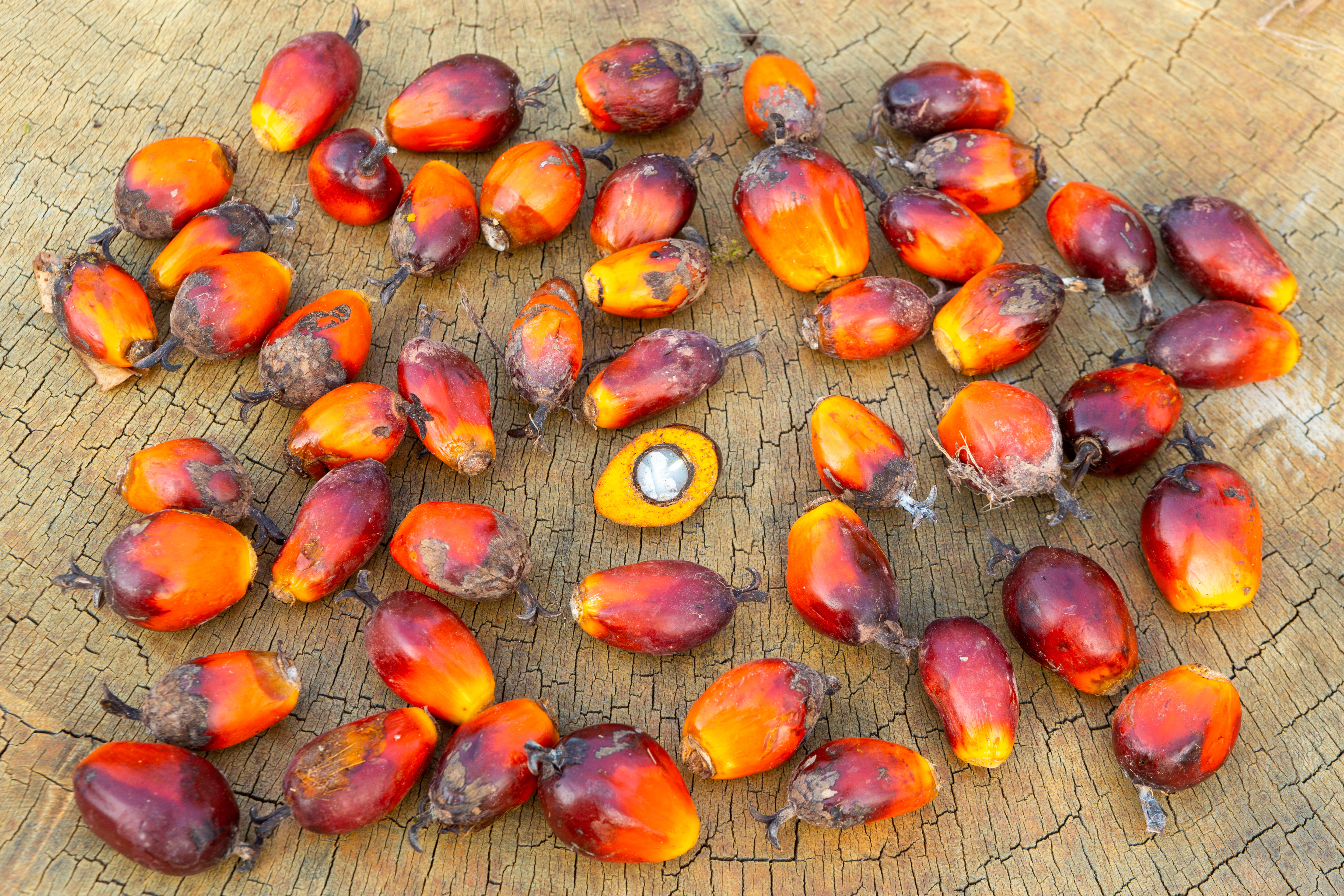 Palmuöljy on epäterveellistä – Miksi sitä käytetään? Apu-klinikka | Apu