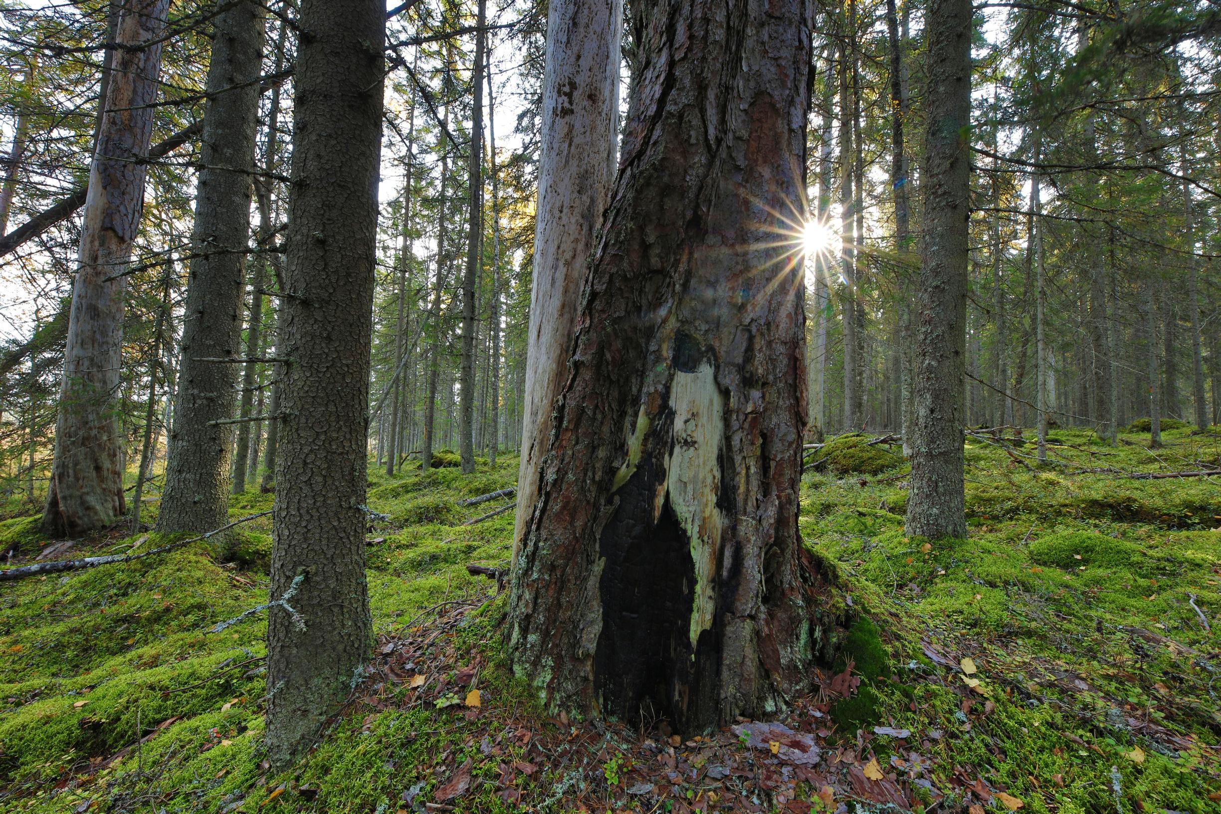 Pyhä-Häkissä komeileva kilpikaarnainen mänty on vuosisatojen aikana selvinnyt metsäpaloista.