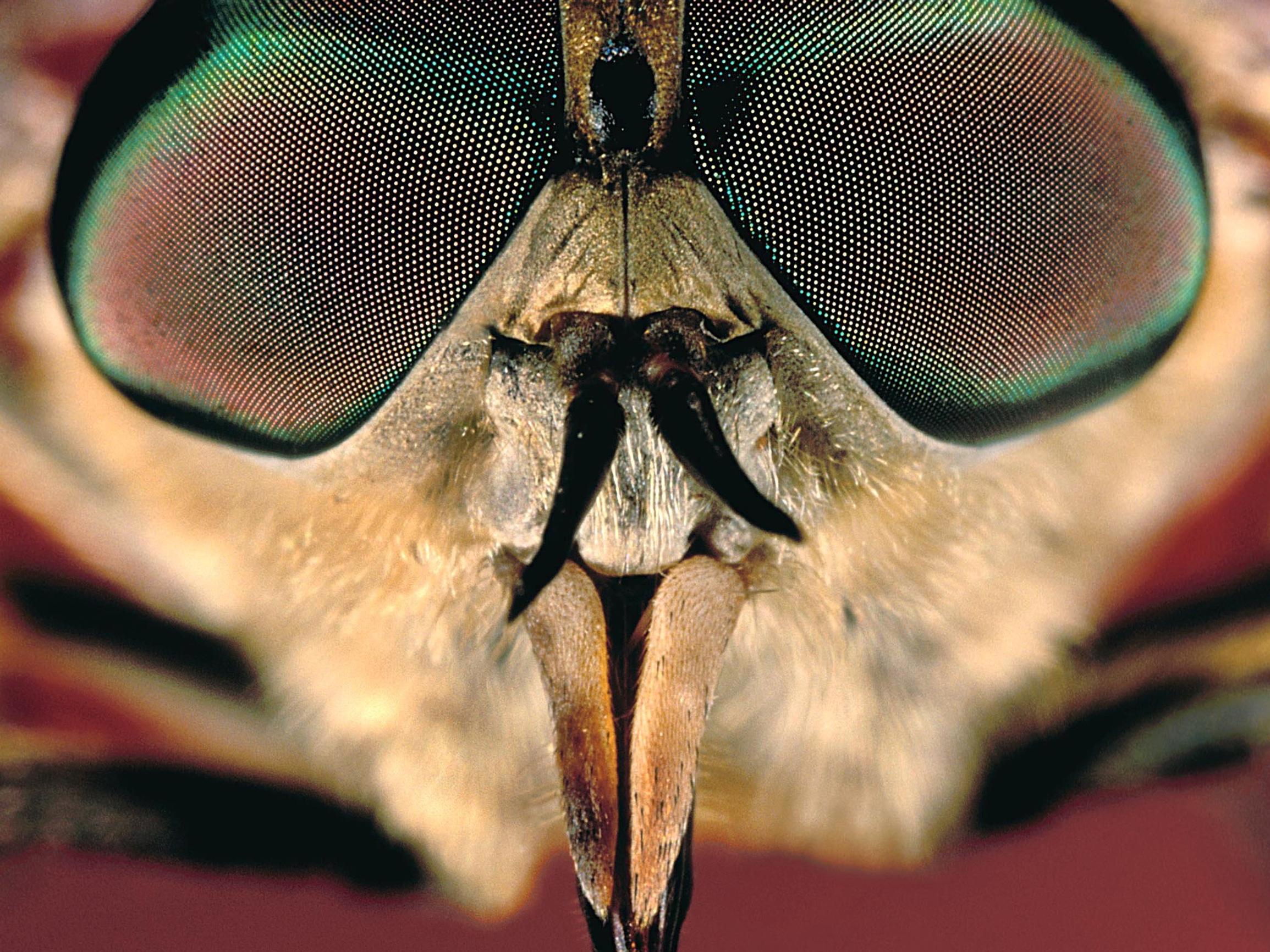 Tällainen on Suomen kesän riesa – Ihmistä ei purekaan kovaäänisin pörisijä