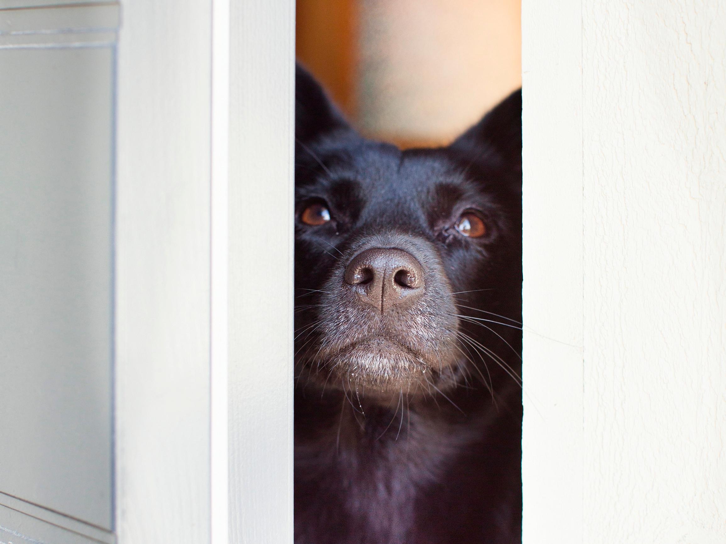 Koirahyökkäyksiä ja kodinvaihtajia – Olisiko aika edellyttää koiran hankintaa suunnittelevilta ”koira-ajokorttia”?
