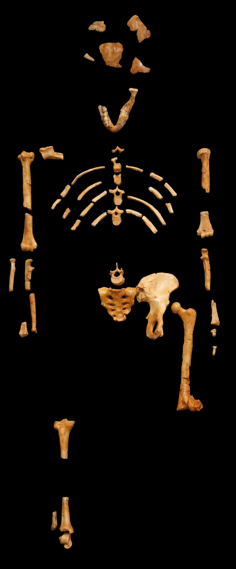 Vuonna 1974 Etiopiasta löydettiin Australopithecus afarensis -yksilö Lucy, joka eli noin 3,2 miljoonaa vuotta sitten. Kuva: CC BY 2.5