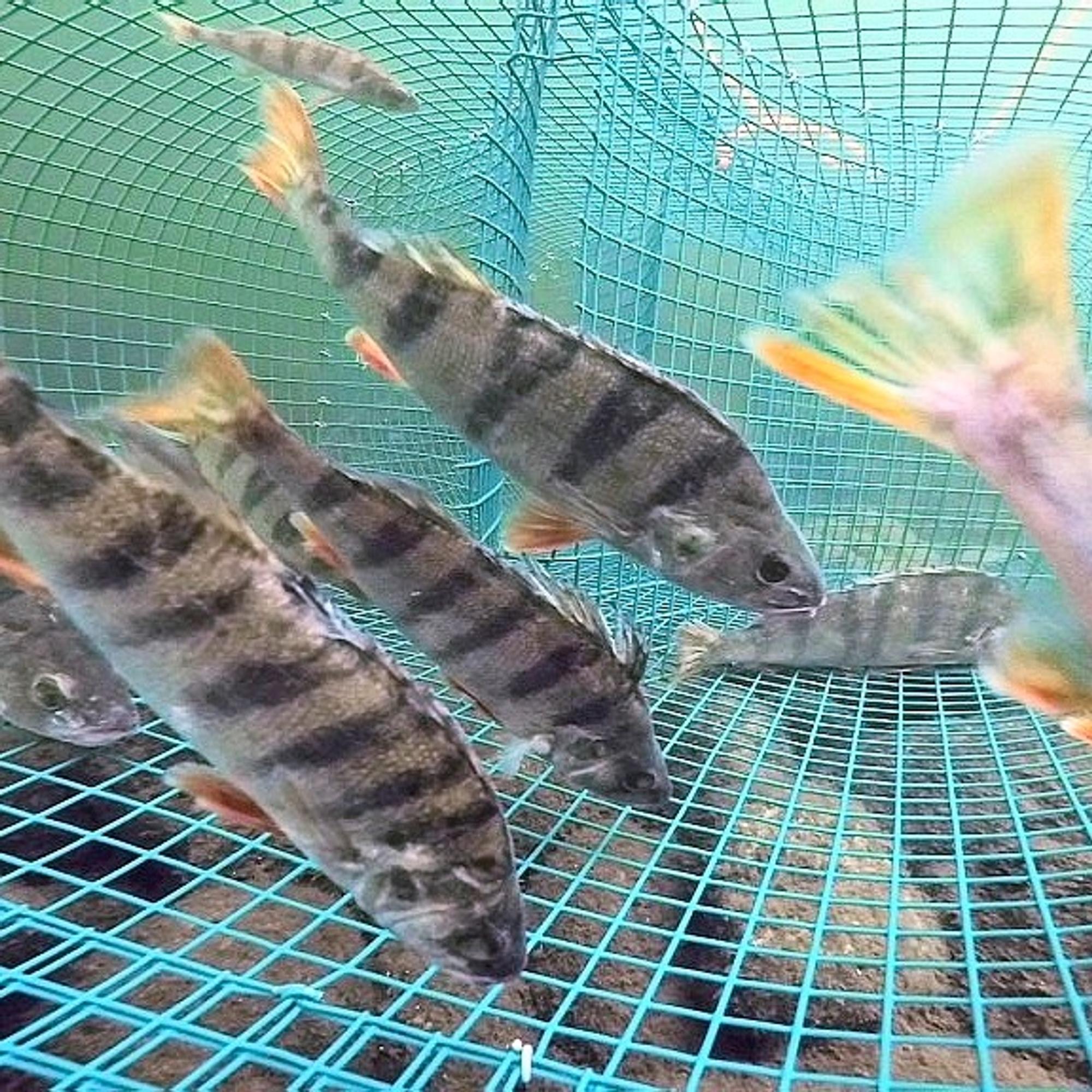 Norppaturvalliset katiskat, Joutsenon ötökkätulokas, Tampereen elokuvajuhlat 50 vuotta ja Mikkelin someagentit – Kotimaan katsaus 