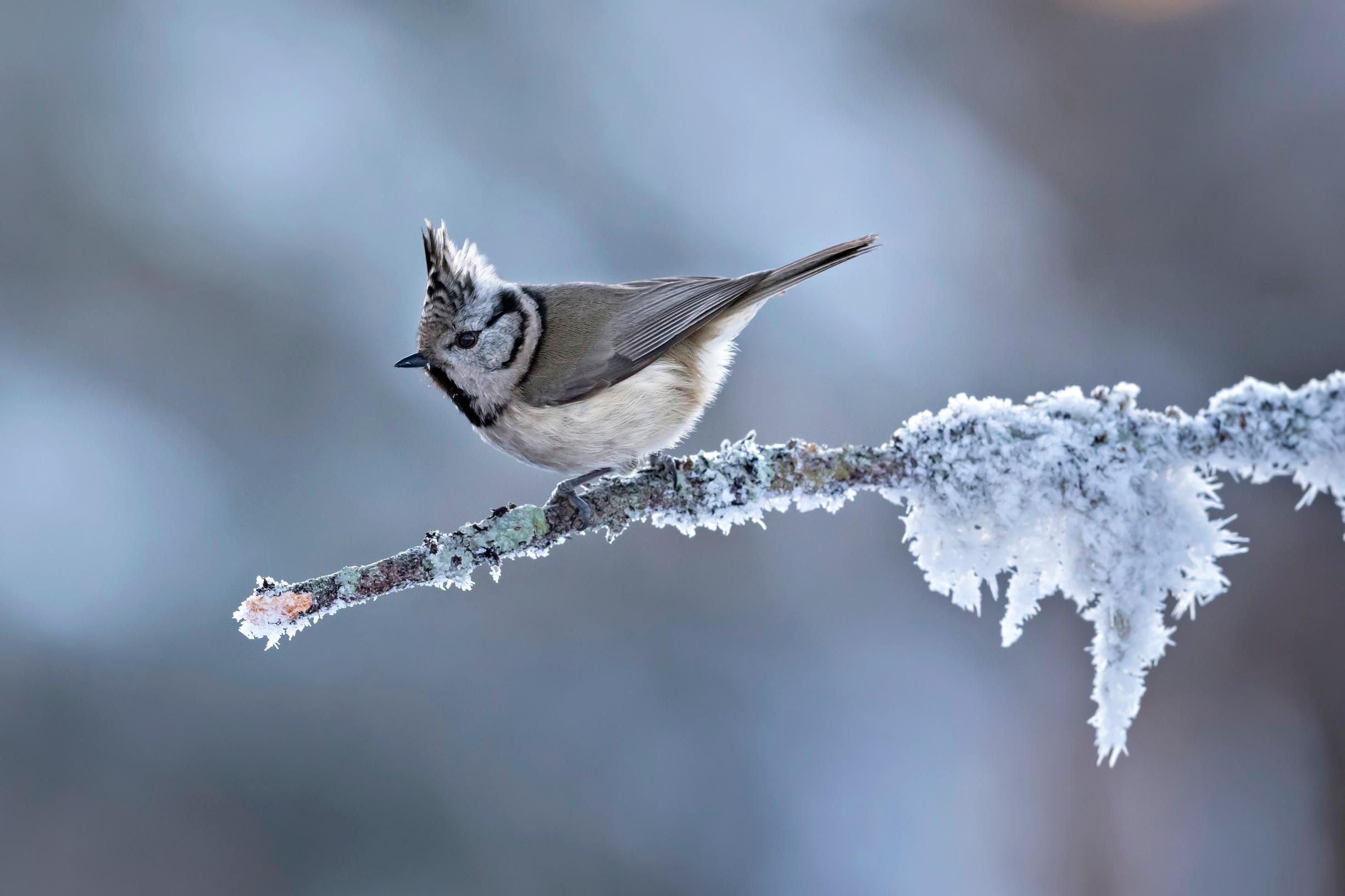 Näin tiaiset valmistautuvat talveen jo syksyllä. Ne piilottavat siemeniä, hyönteisiä ja hämähäkkejä puihin. Yksi tiainen voi tehdä puihin tuhansia varastoja.