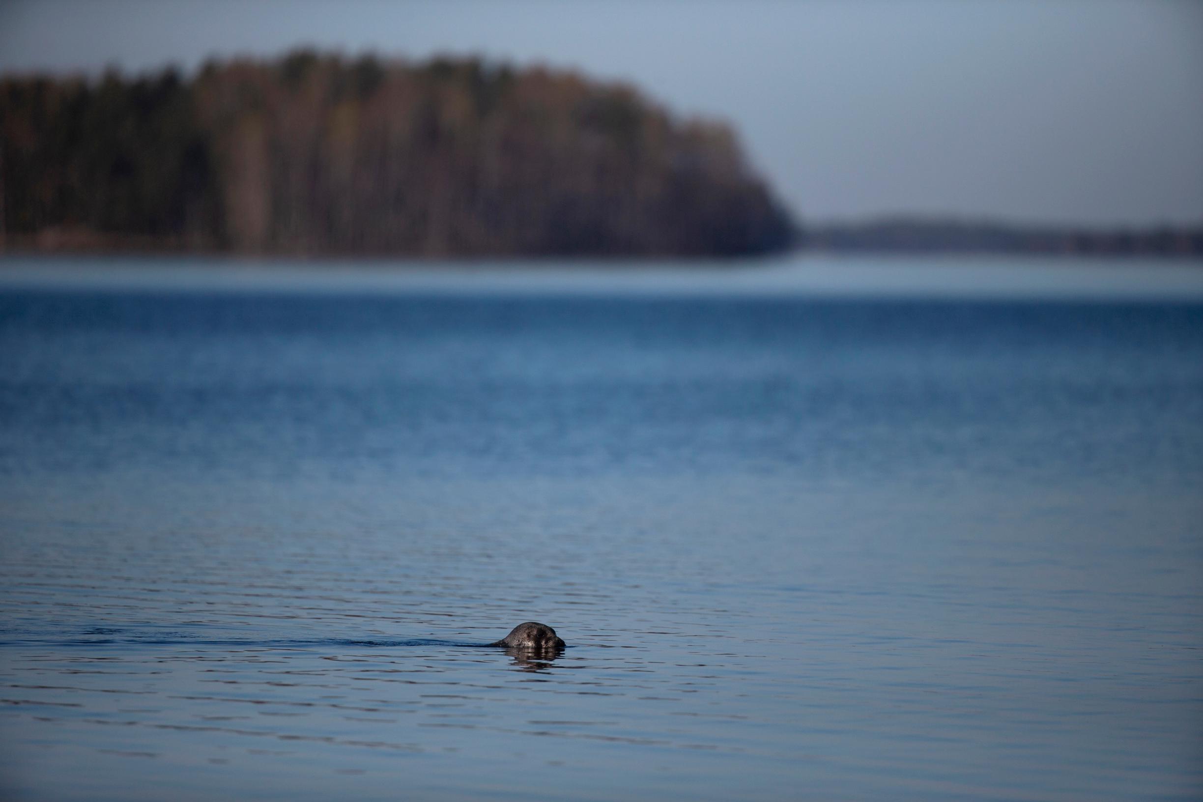 Norppa on todellinen vesieläin. Se viettää suurimman osan elämästään vedessä, enimmäkseen sukelluksissa.
